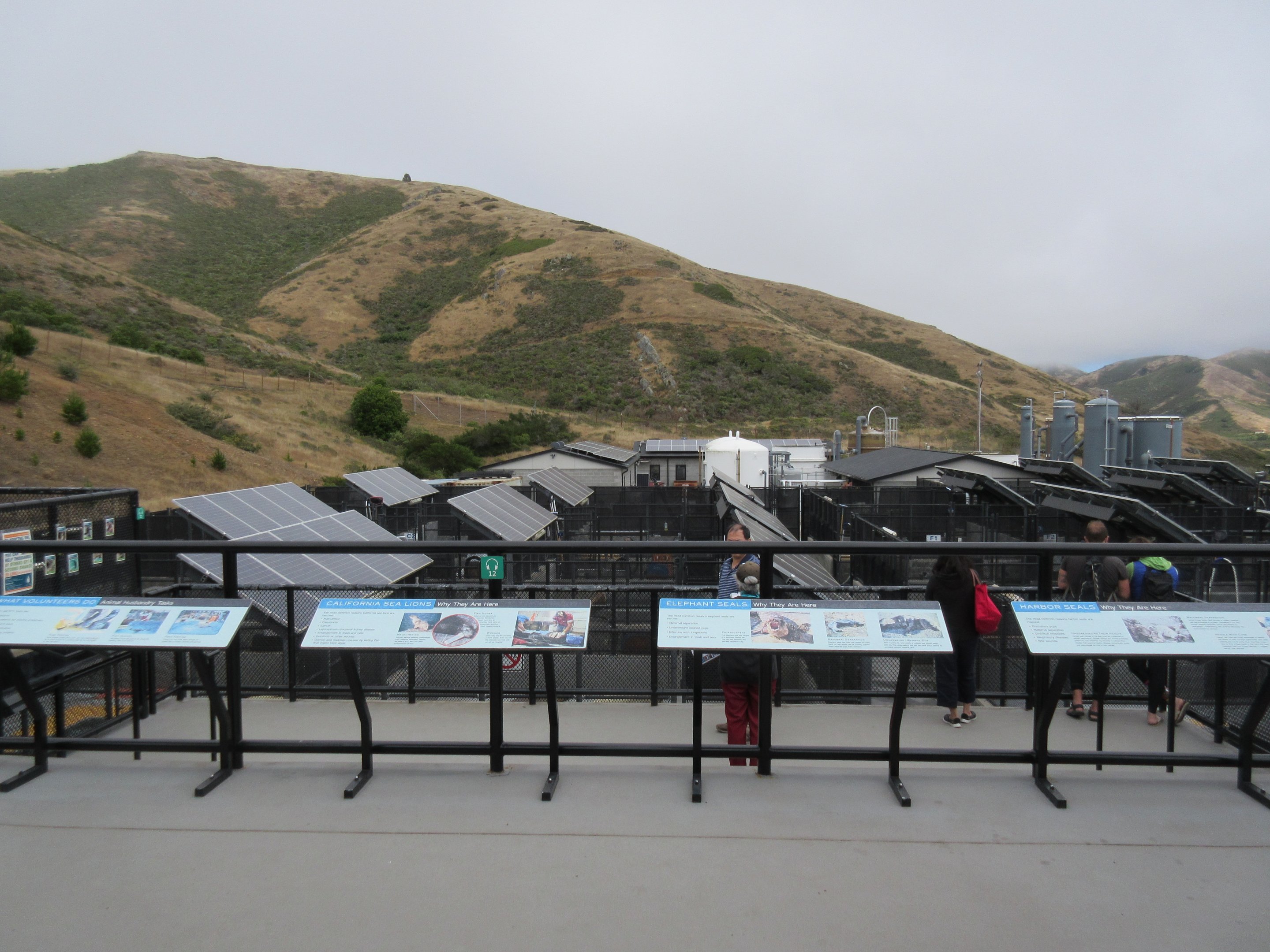 Pinniped Enclosures  - Viewing Deck