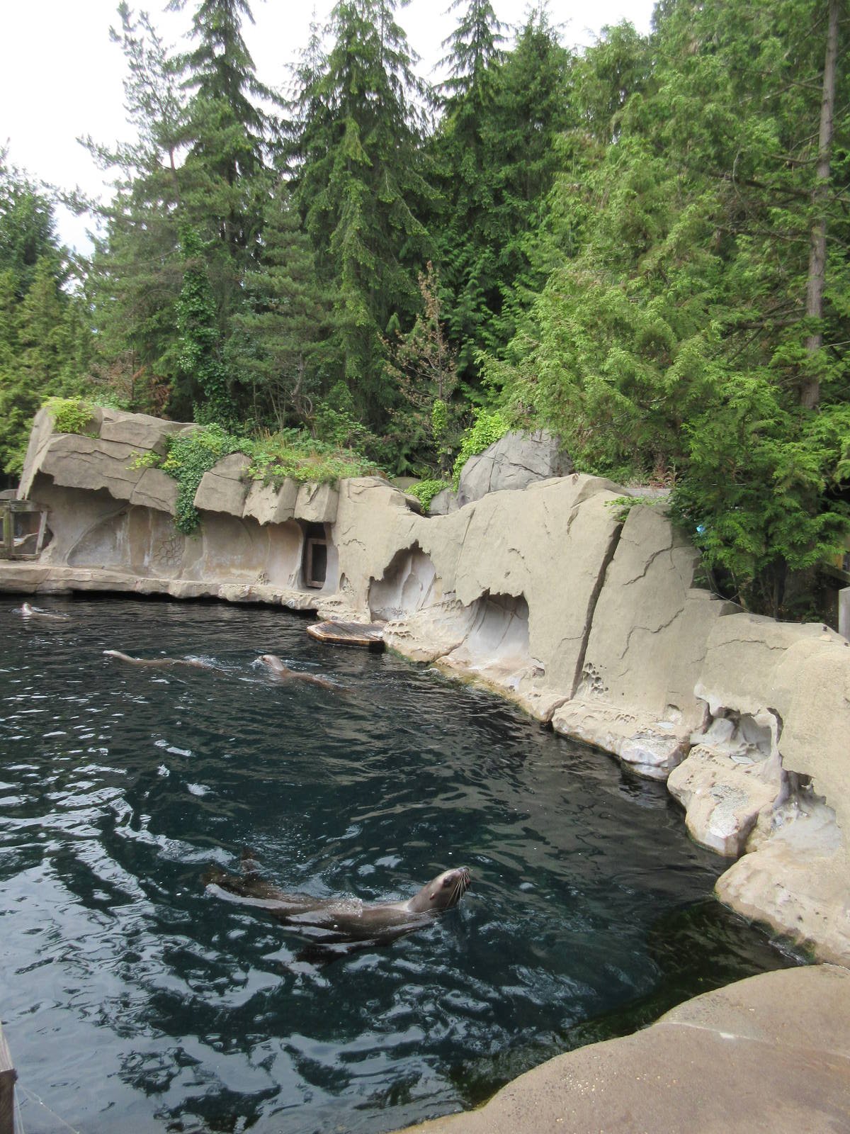 Pinniped Exhibit (4 Steller's Sea Lions + 2 Harbour Seals)