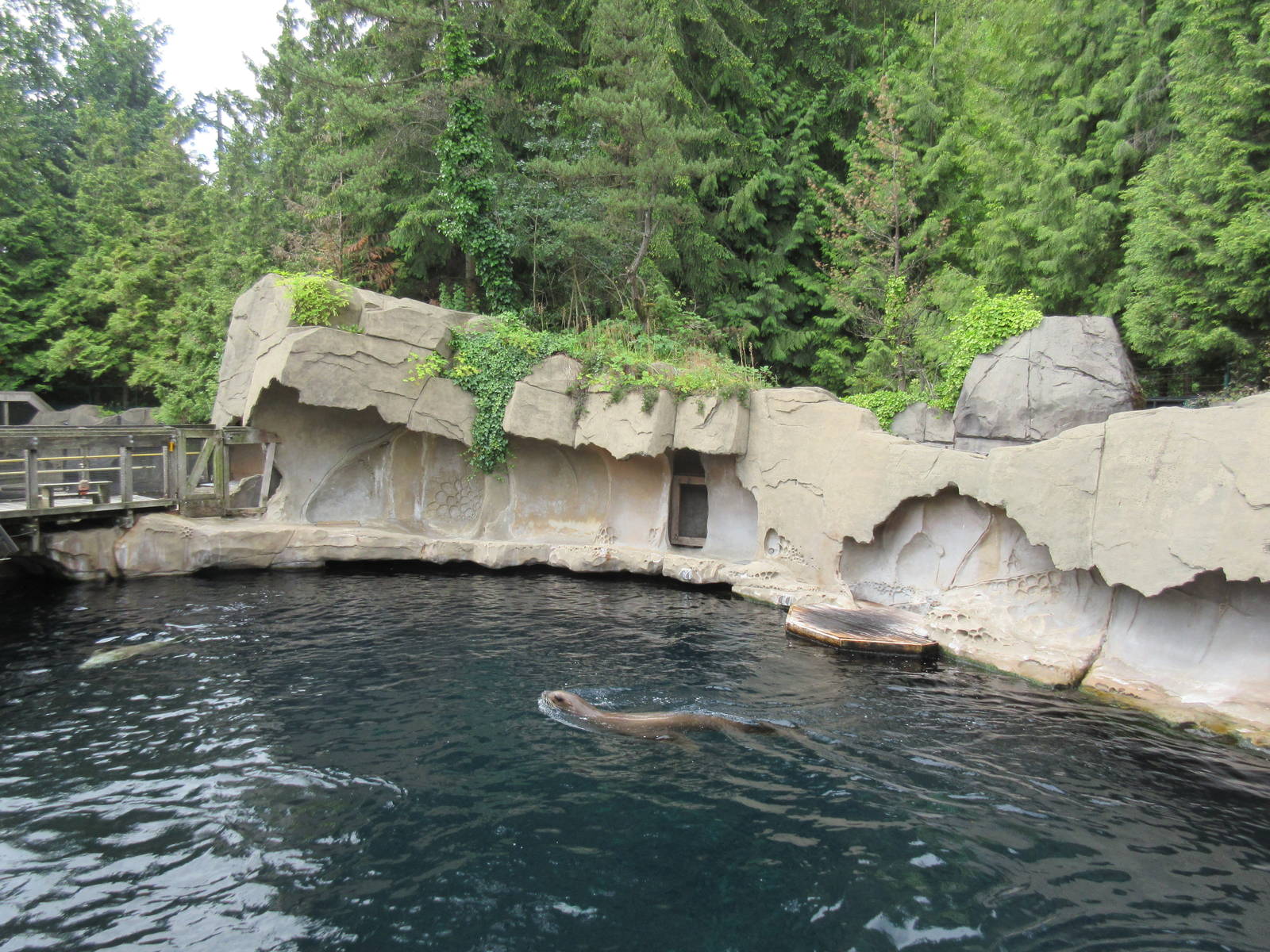 Pinniped Exhibit (4 Steller's Sea Lions + 2 Harbour Seals)