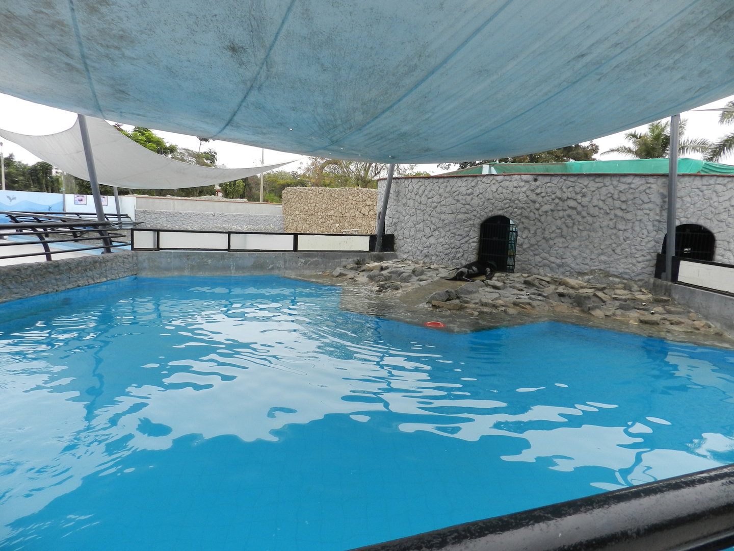 Pinniped exhibit II - Parque de Las Leyendas