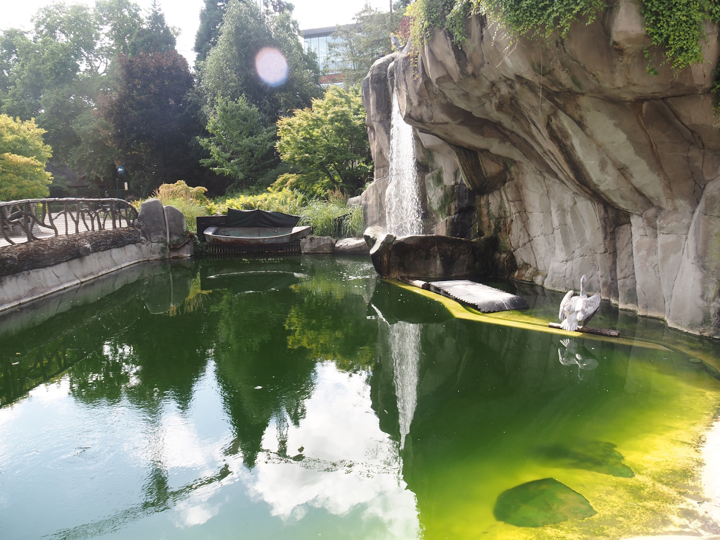 Pinniped exhibit, temporarily housing Dalmatian pelicans, 2025-07-21