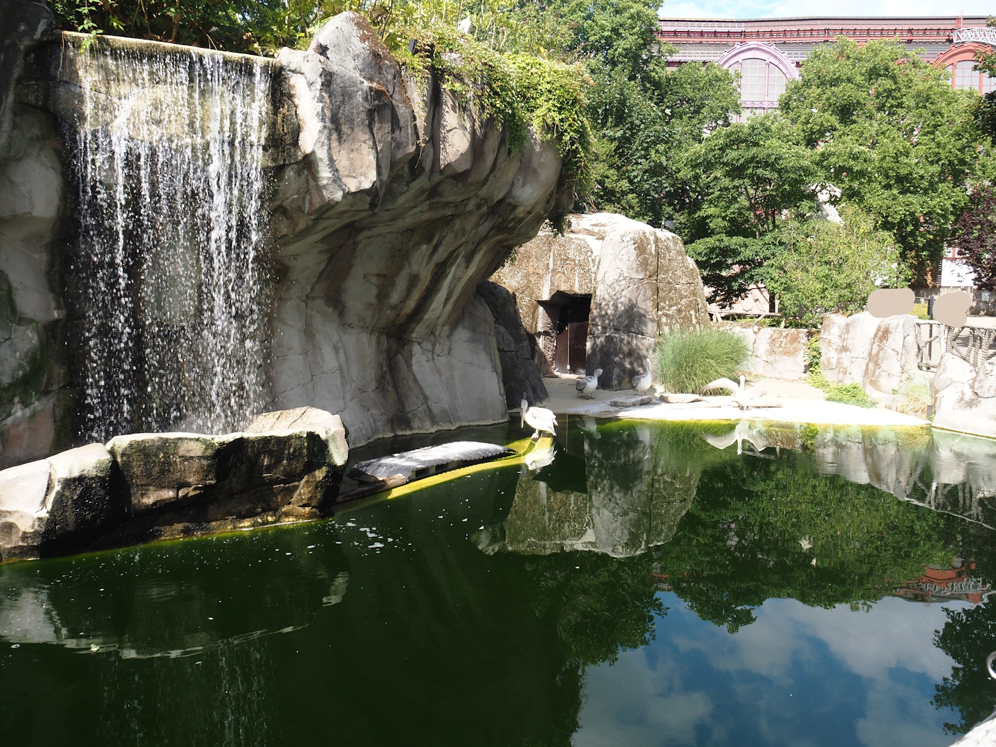 Pinniped exhibit, temporarily housing Dalmatian pelicans, 2025-07-21