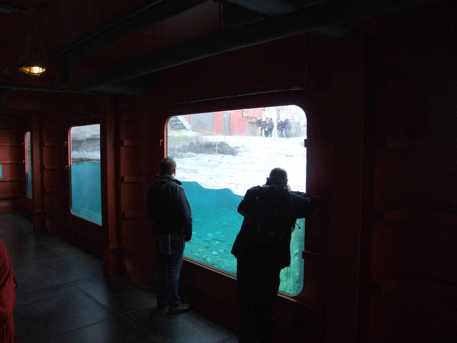 Pinniped Exhibit Underwater Viewing at Hannover, 23/03/13