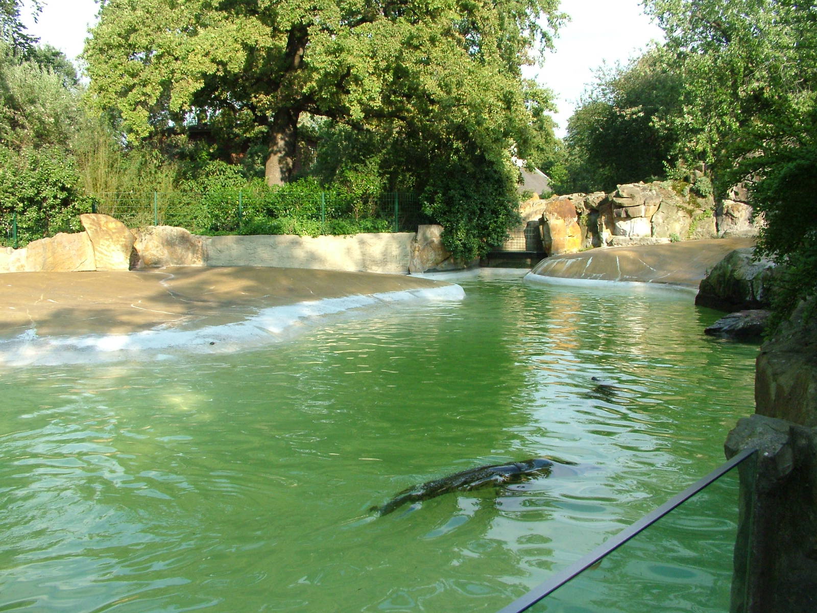 Pinniped Exhibits at Berlin Zoo, 31/08/11