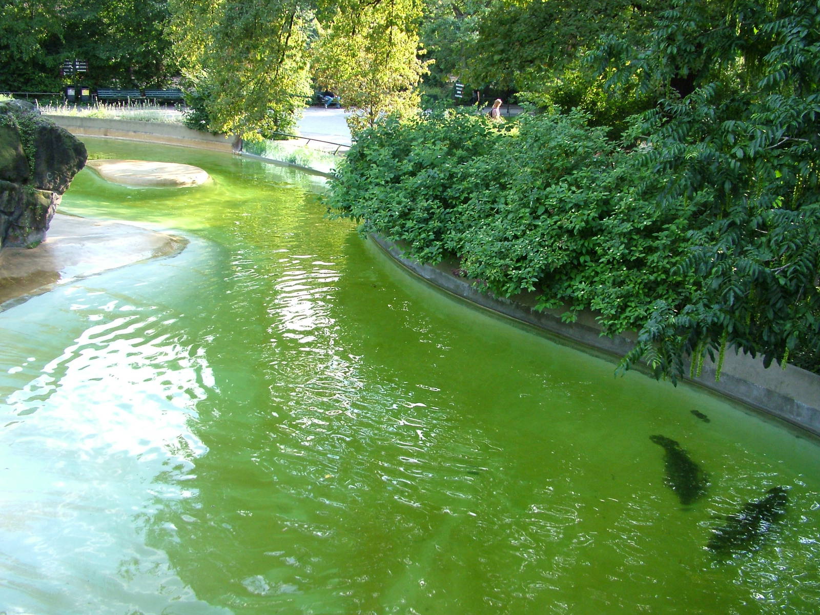 Pinniped Exhibits at Berlin Zoo, 31/08/11