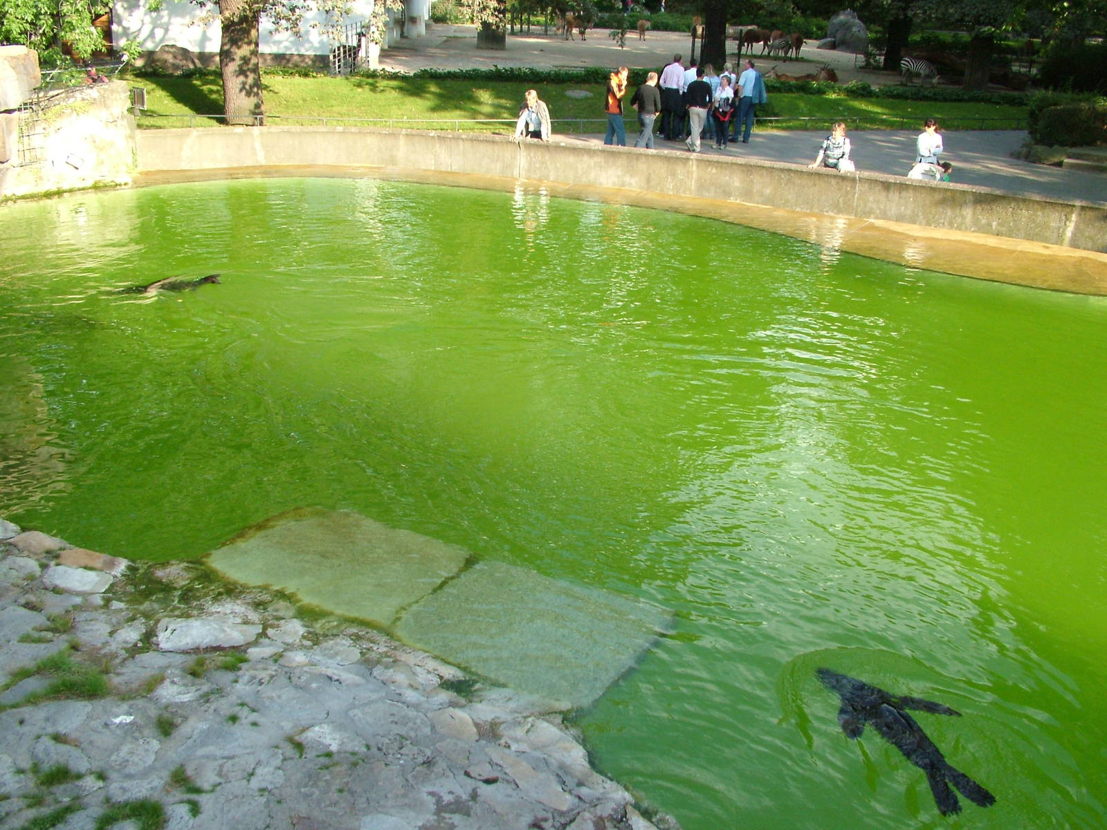 Pinniped Exhibits at Berlin Zoo, 31/08/11