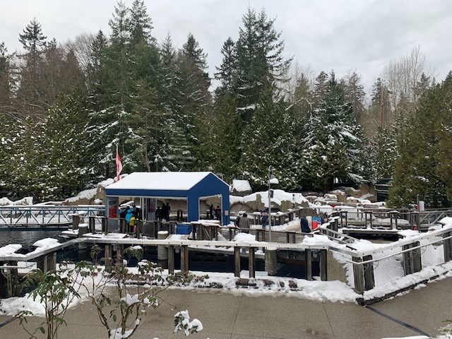 Pinniped Exhibits - New Year's Day Snow