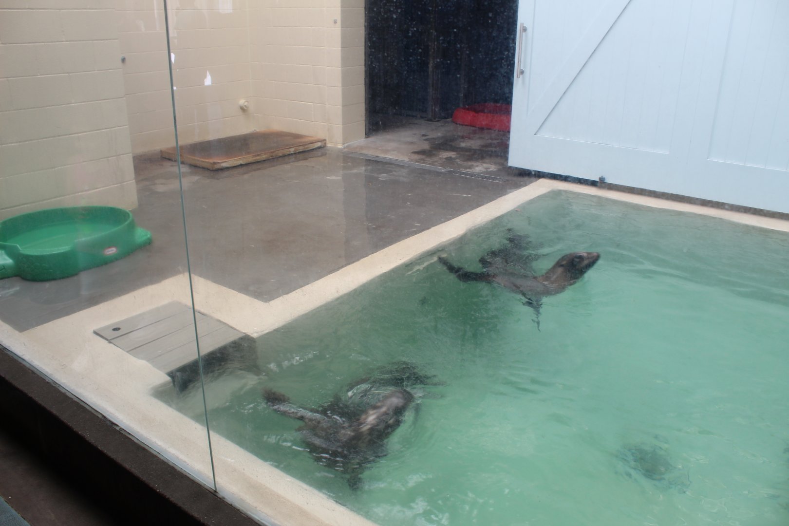 Pinniped Indoor Exhibit #1 - Aquatics Building