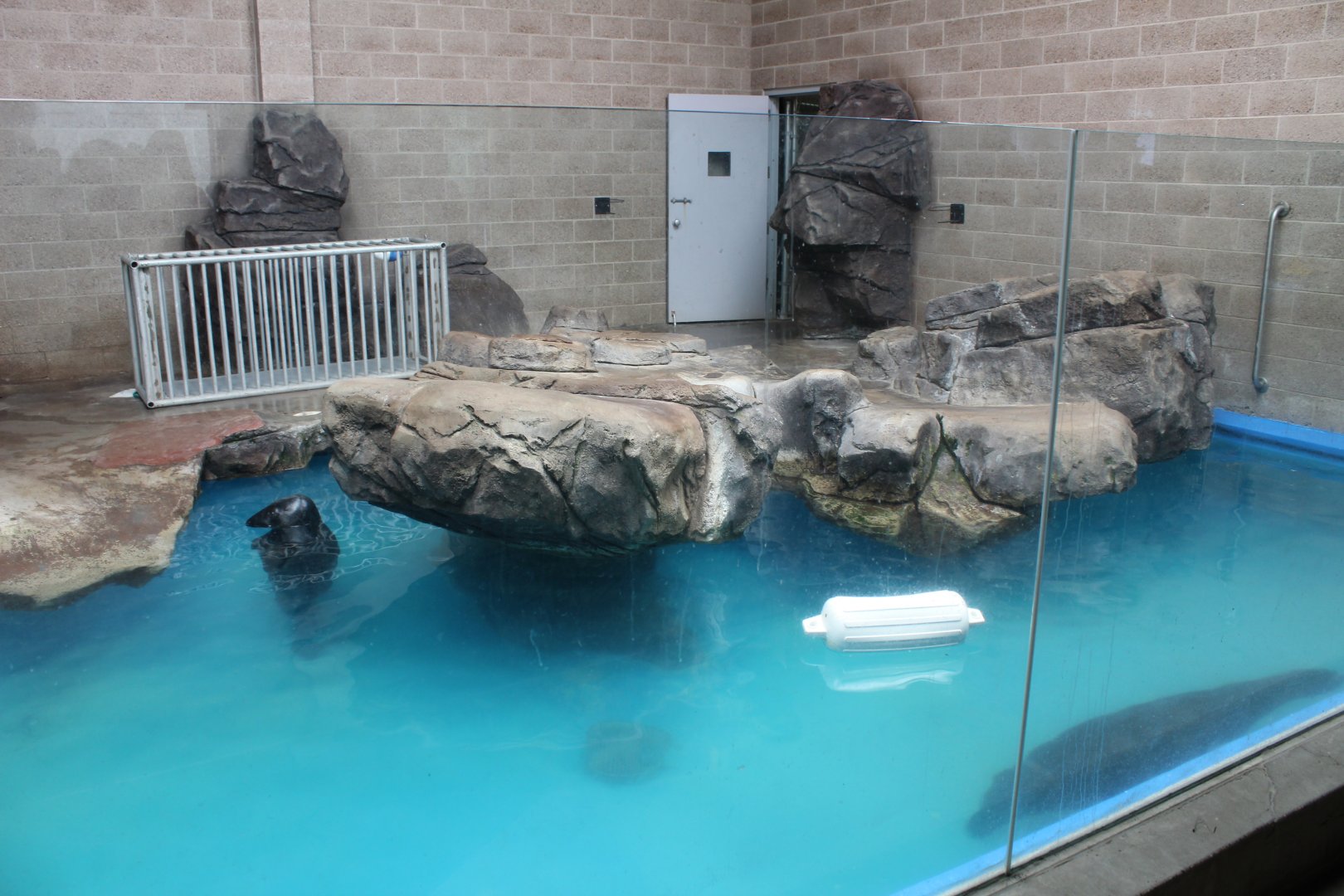 Pinniped Indoor Exhibit #2 - Aquatics Building