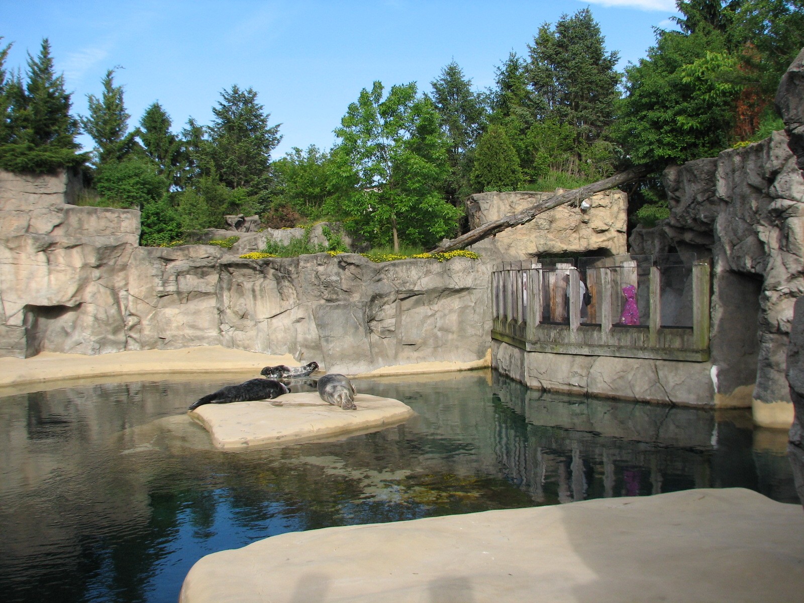 Pinniped Point - California Sea Lion and Gray Seal Exhibit