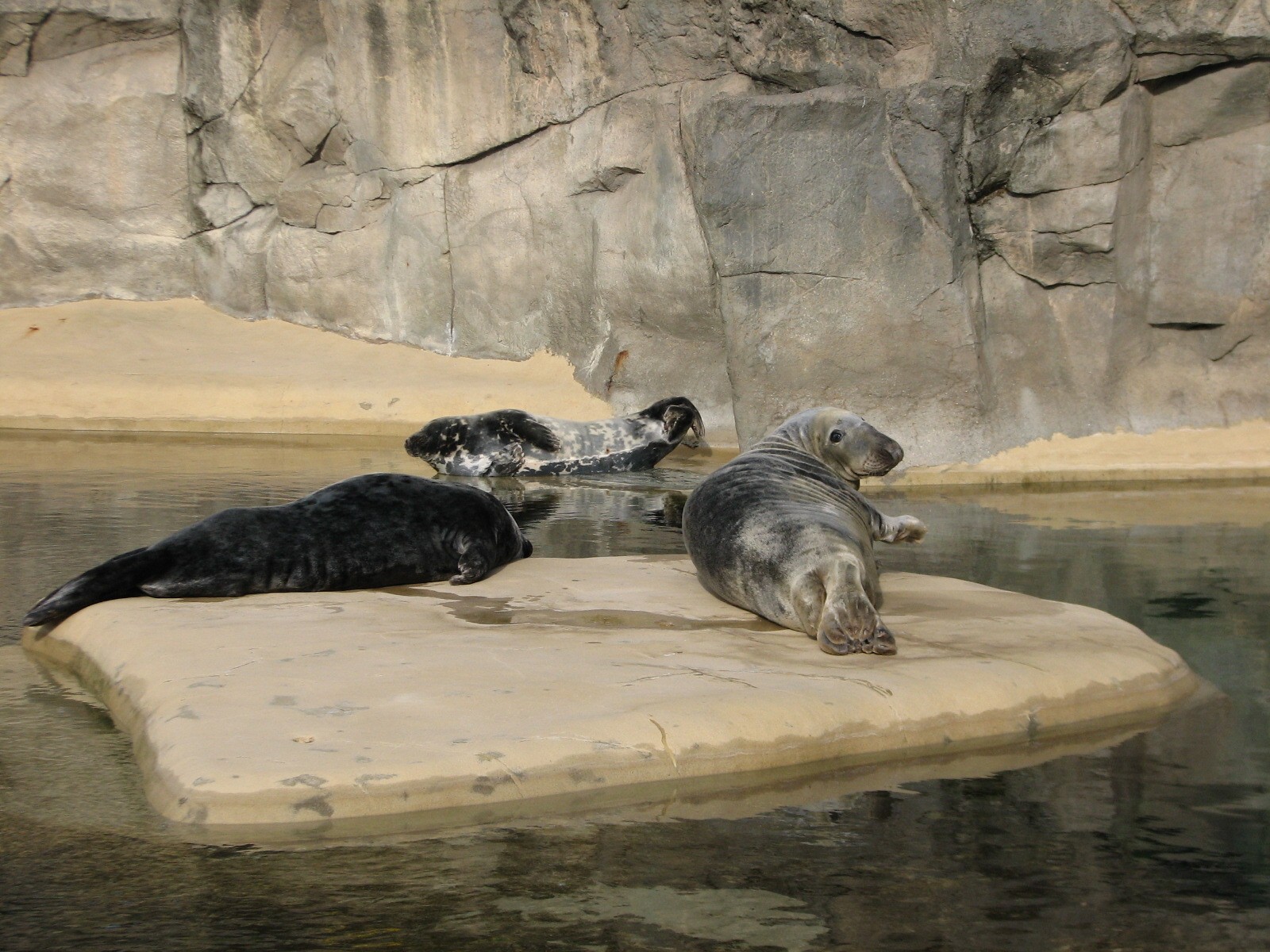 Pinniped Point - California Sea Lion and Gray Seal Exhibit