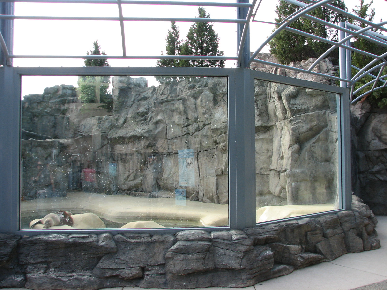 Pinniped Point - California Sea Lion Exhibit 1