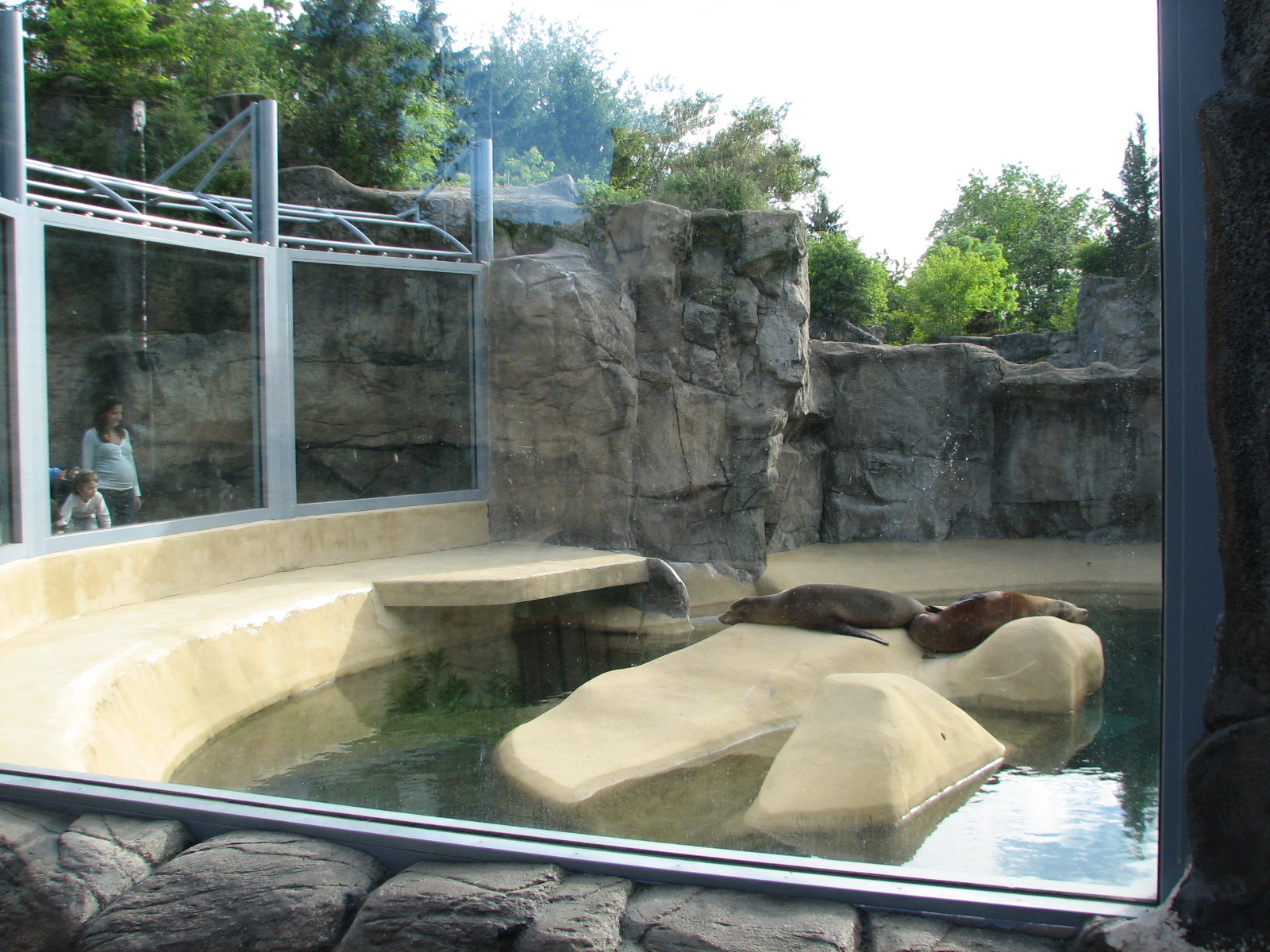 Pinniped Point - California Sea Lion Exhibit 1