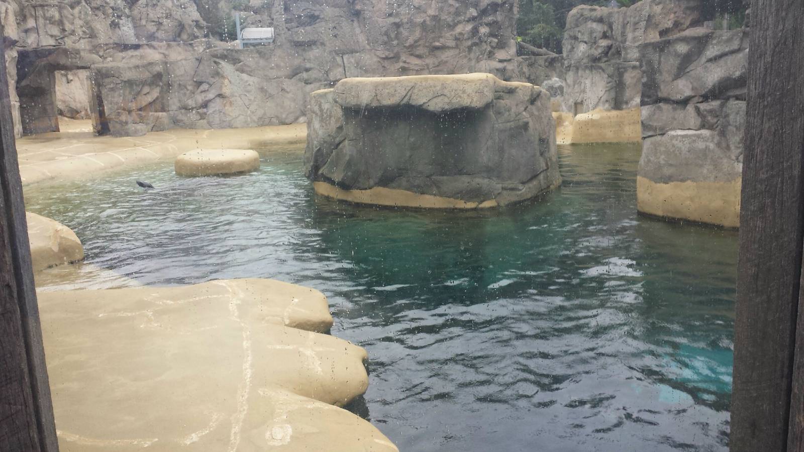 Pinniped Point - California Sea Lion Exhibit