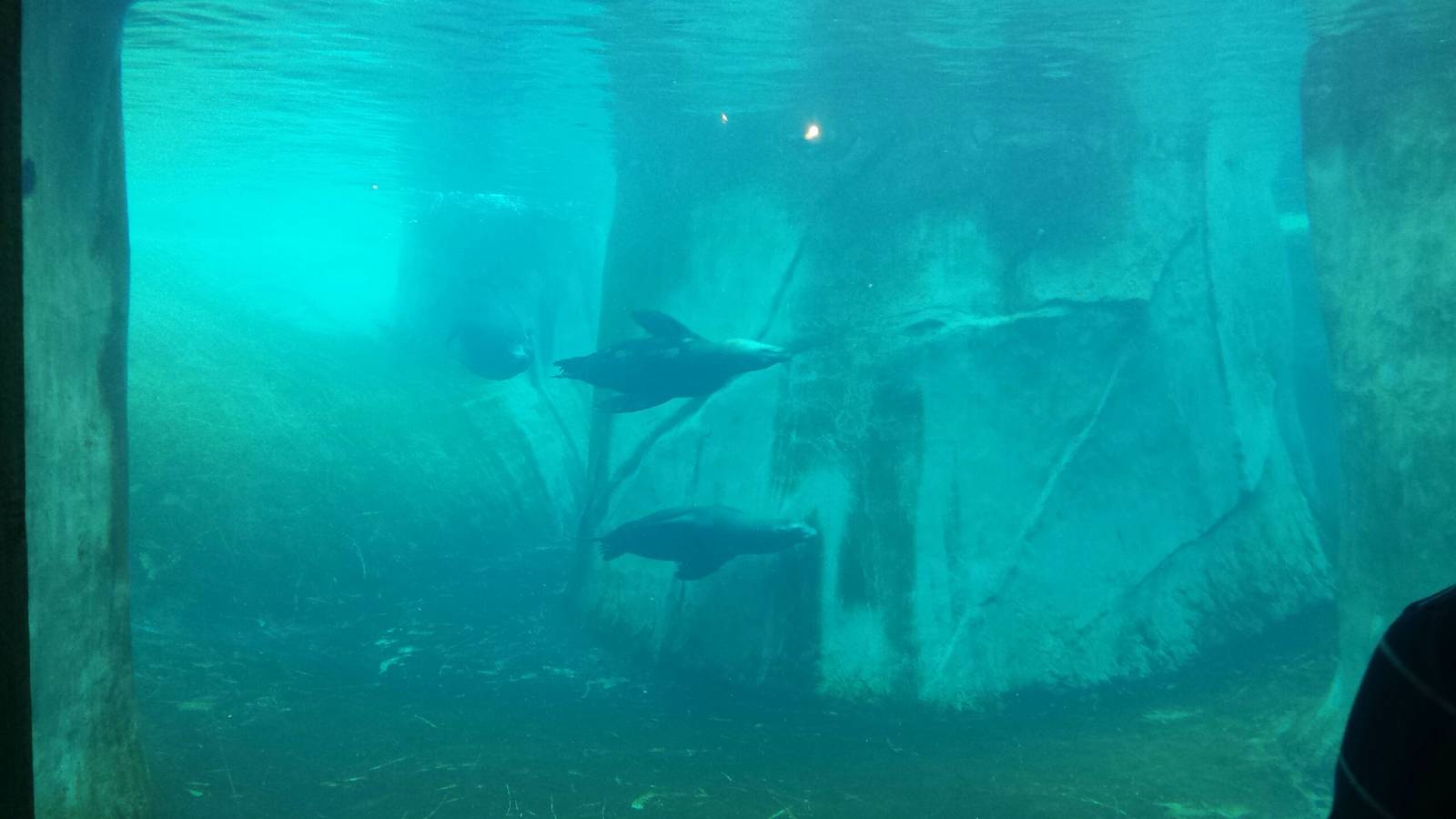 Pinniped Point - California Sea Lion Underwater Viewing