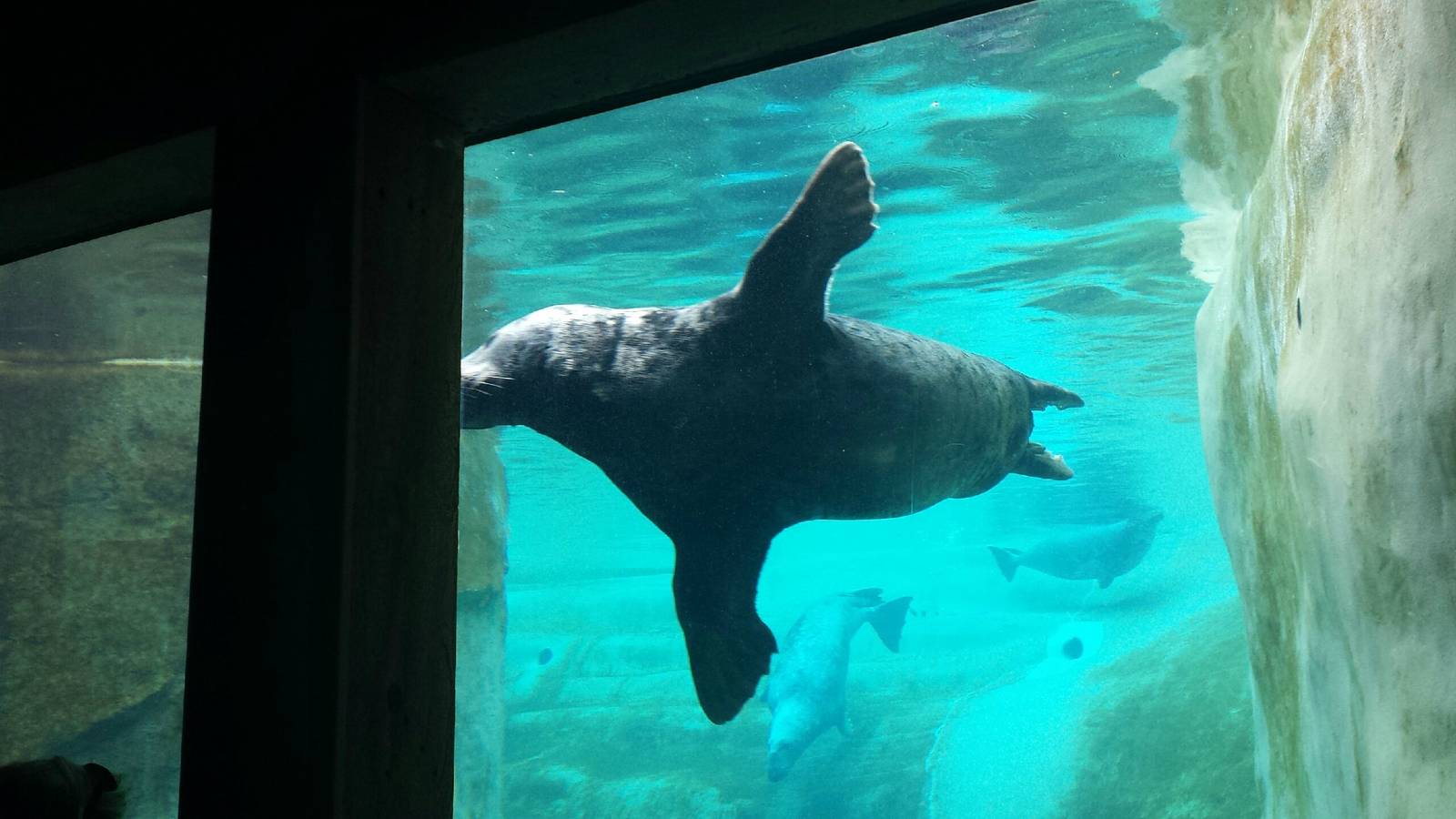 Pinniped Point - Grey Seals