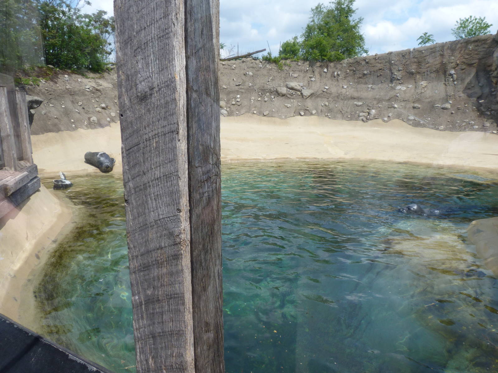 Pinniped Point (Seal Exhibit) - 5/3/12