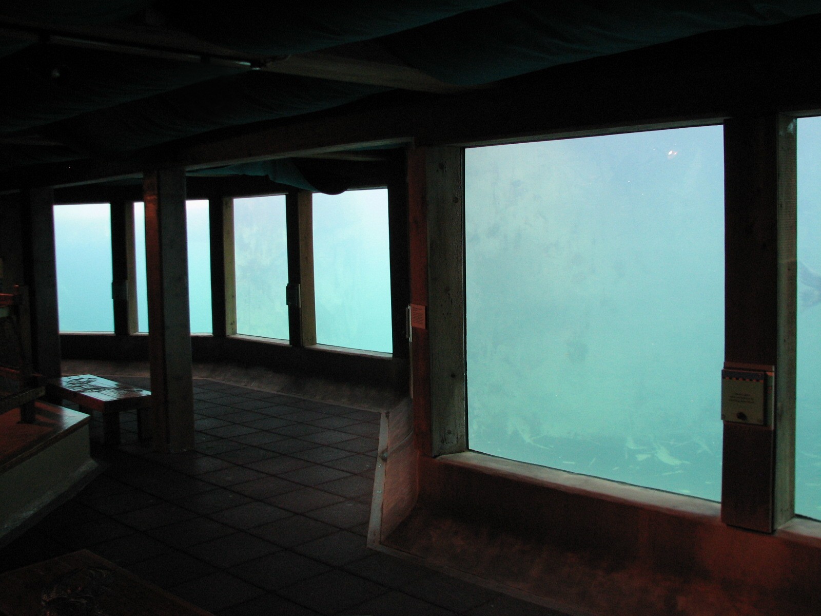 Pinniped Point - Underwater Viewing Room