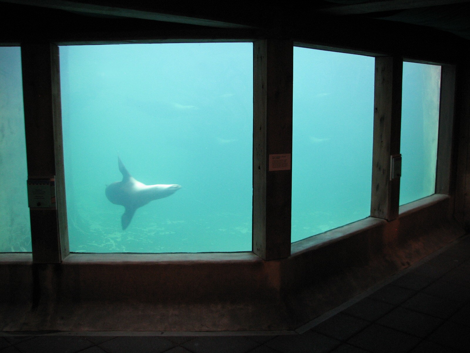 Pinniped Point - Underwater Viewing Room