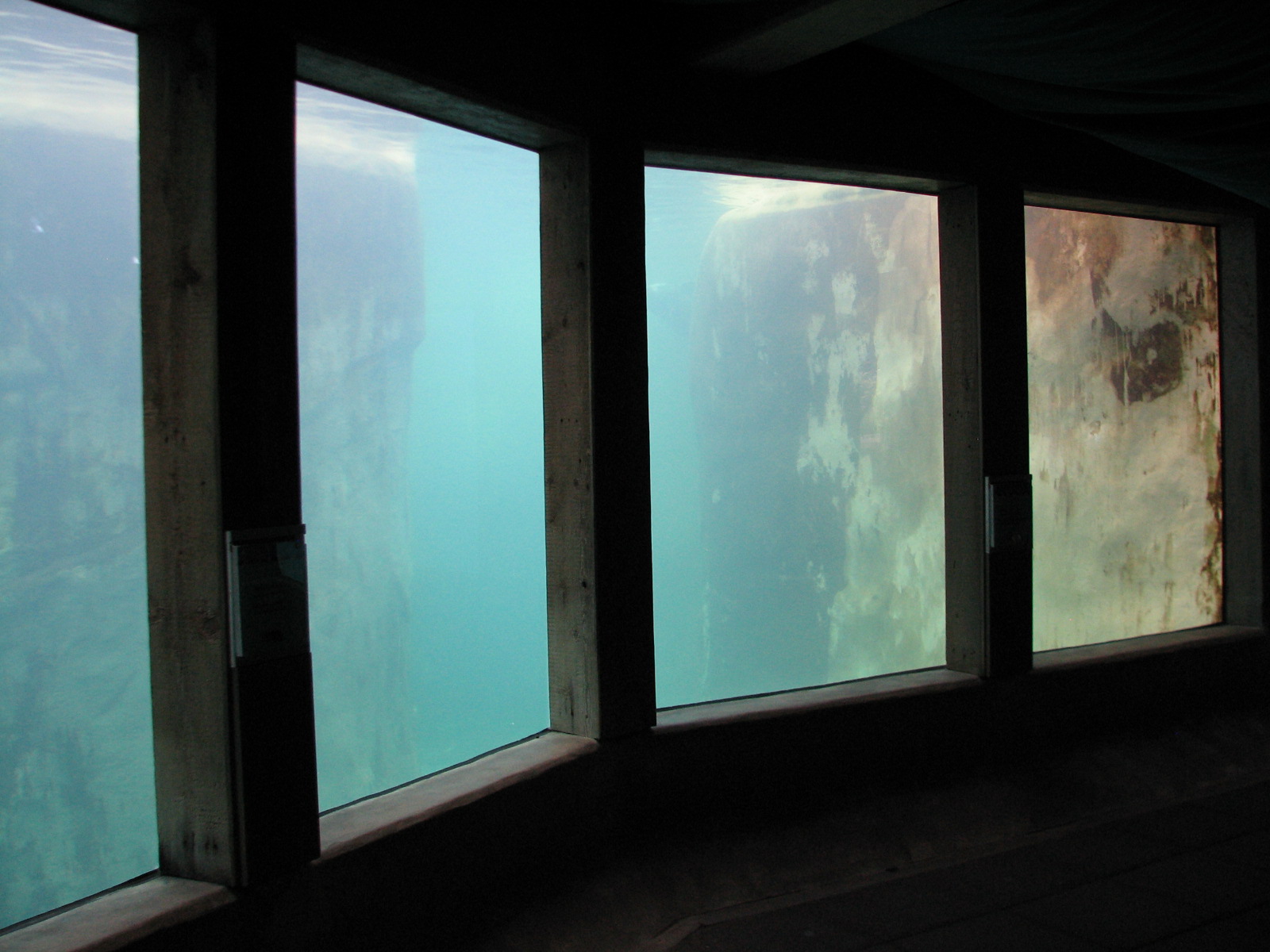 Pinniped Point - Underwater Viewing Room