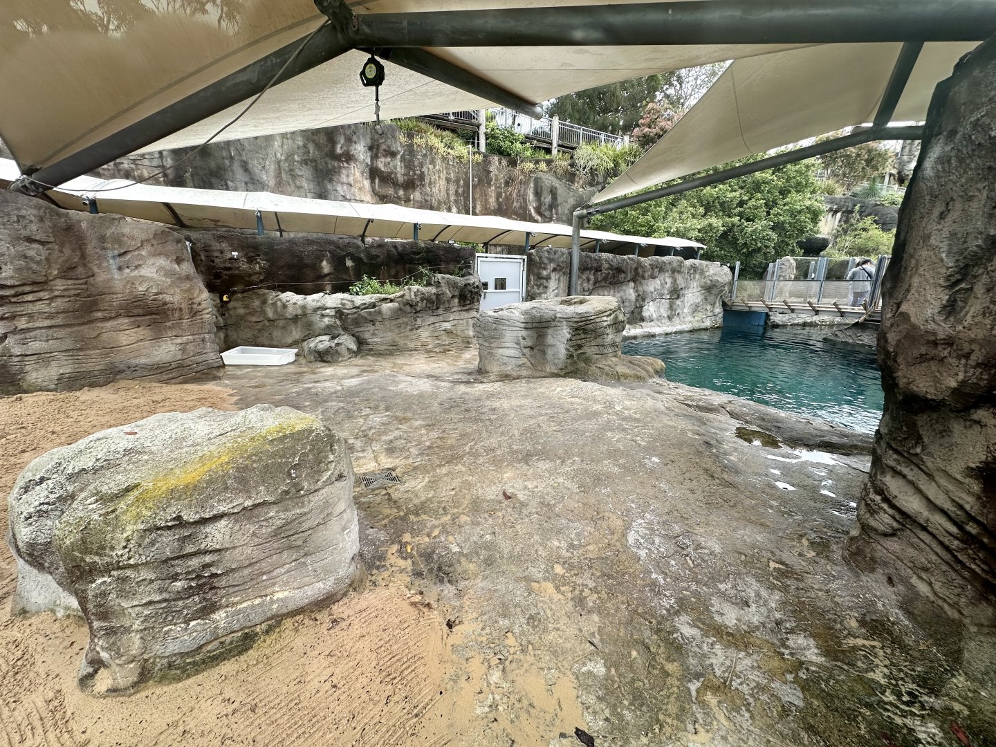 Pinniped Pool 1