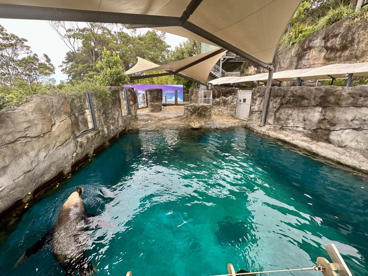 Pinniped Pool 1