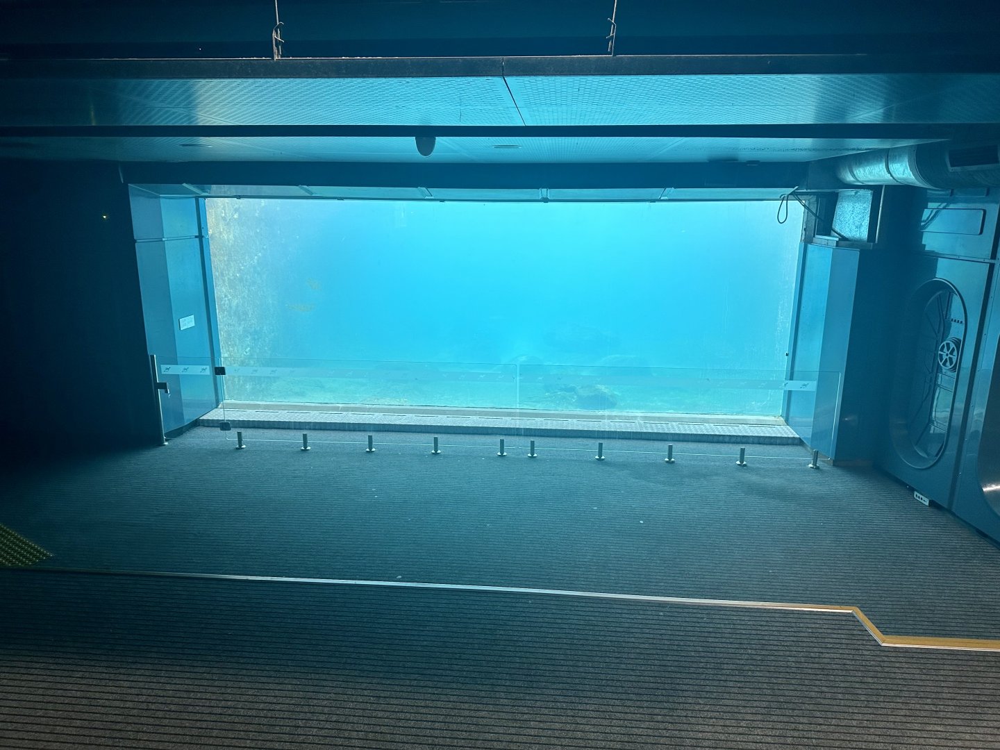 Pinniped Pool 3 (Underwater Viewing)
