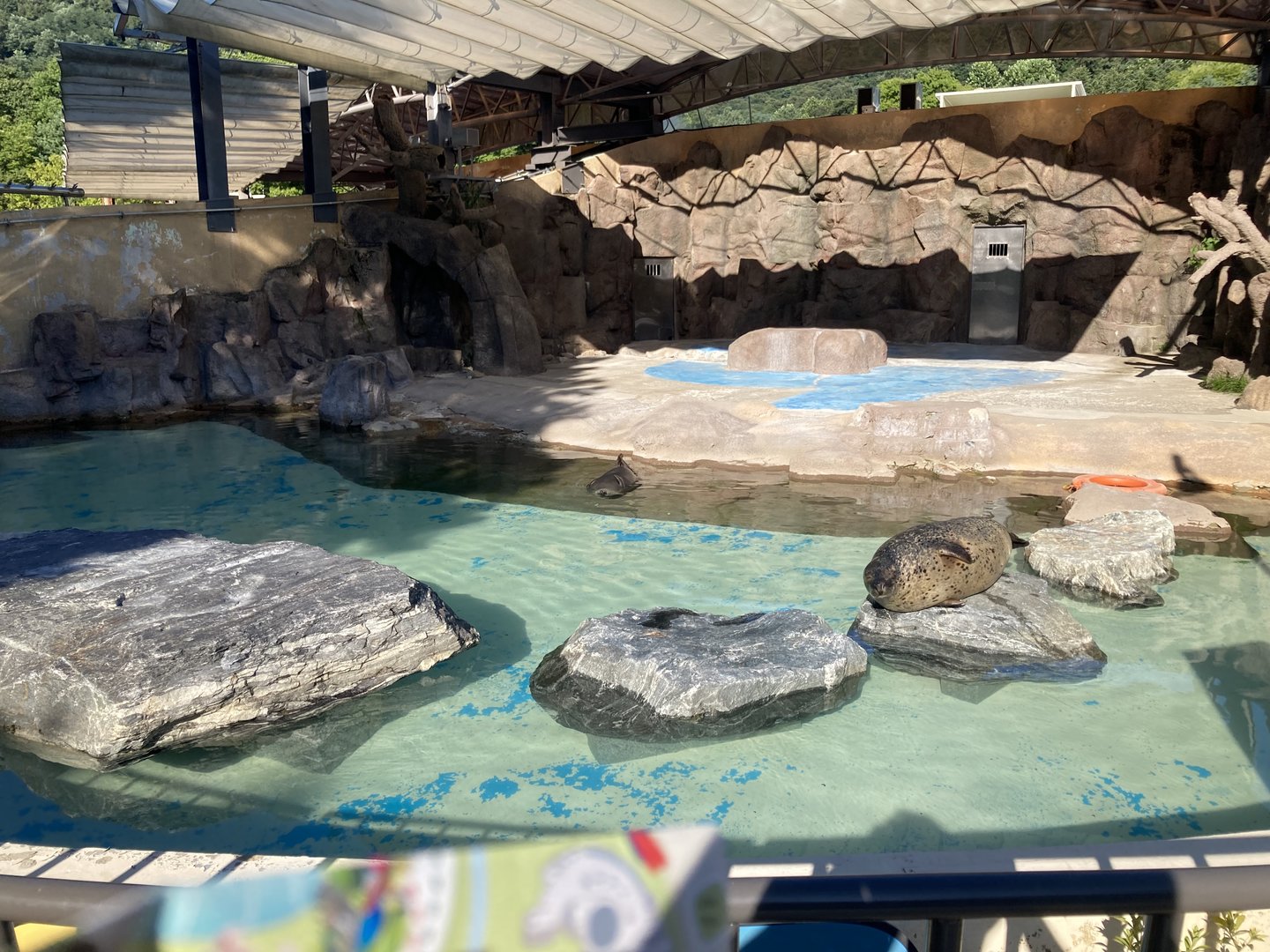 Pinniped pool example