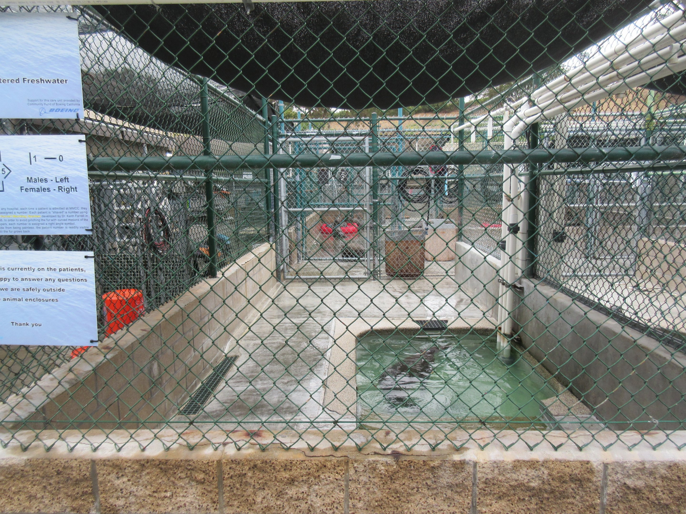 Pinniped Pool - San Pedro Facility
