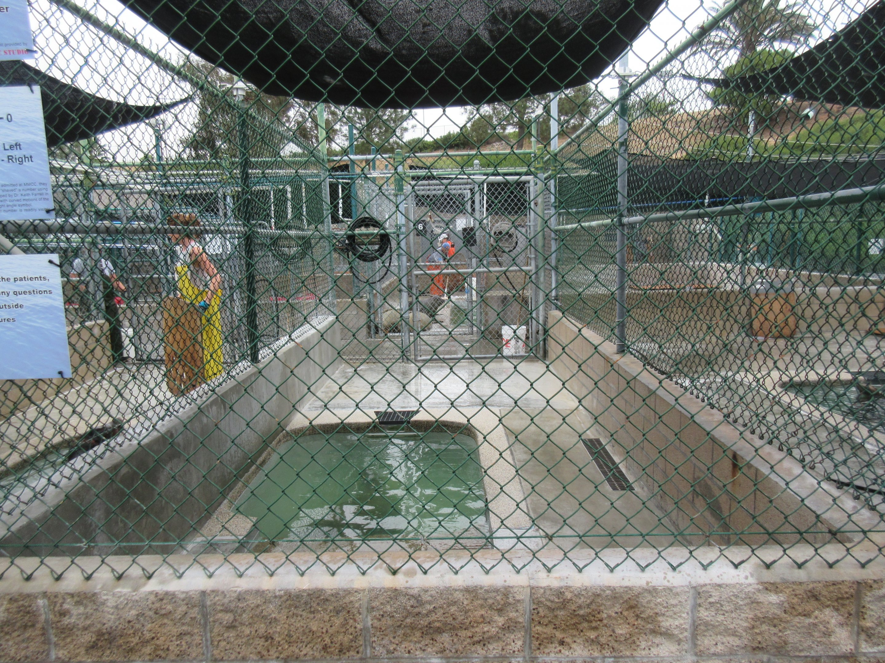 Pinniped Pool - San Pedro Facility