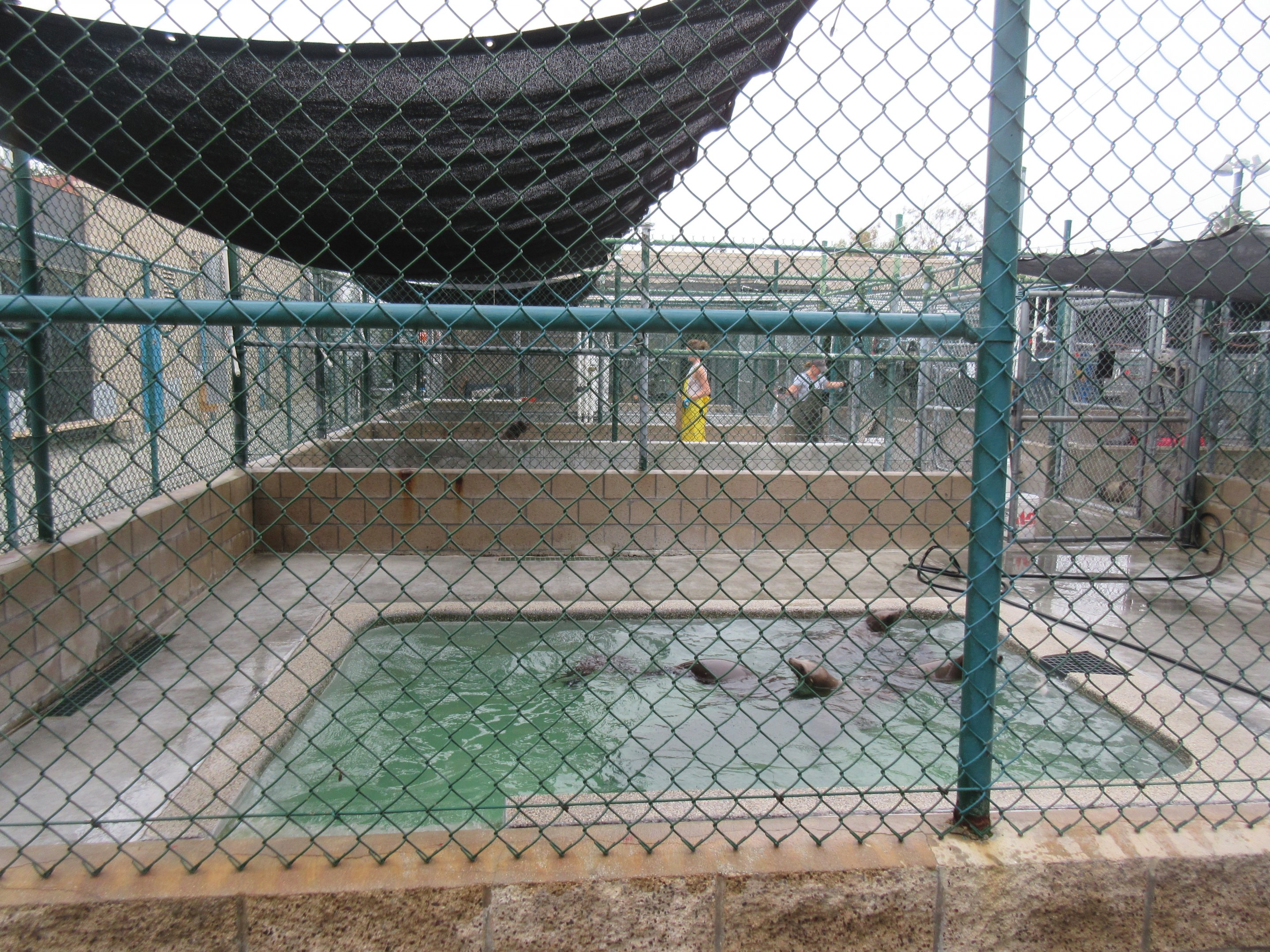 Pinniped Pool - San Pedro Facility