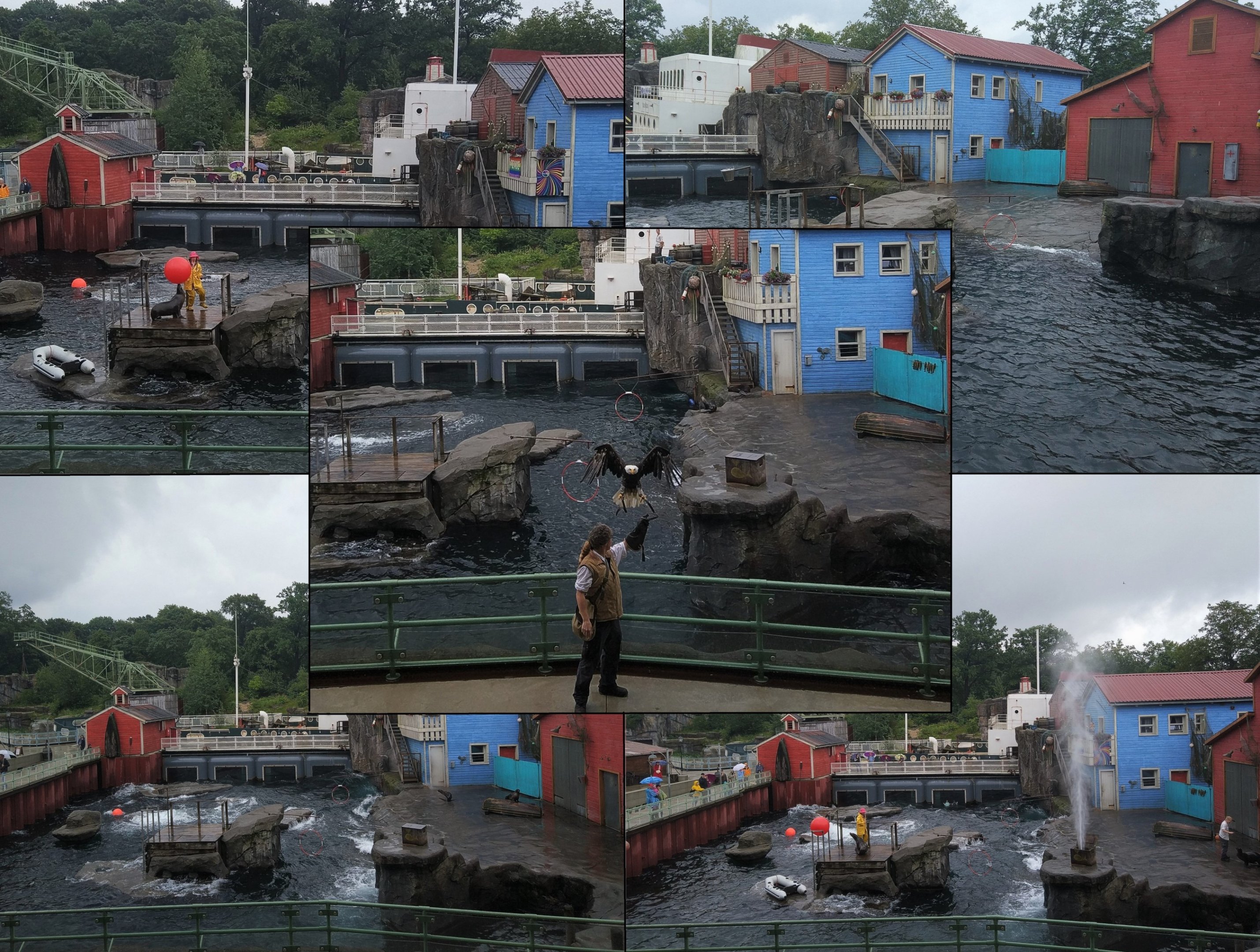 Pinniped Pool & Show