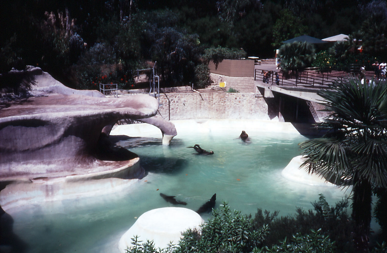 Pinniped pools - 1992