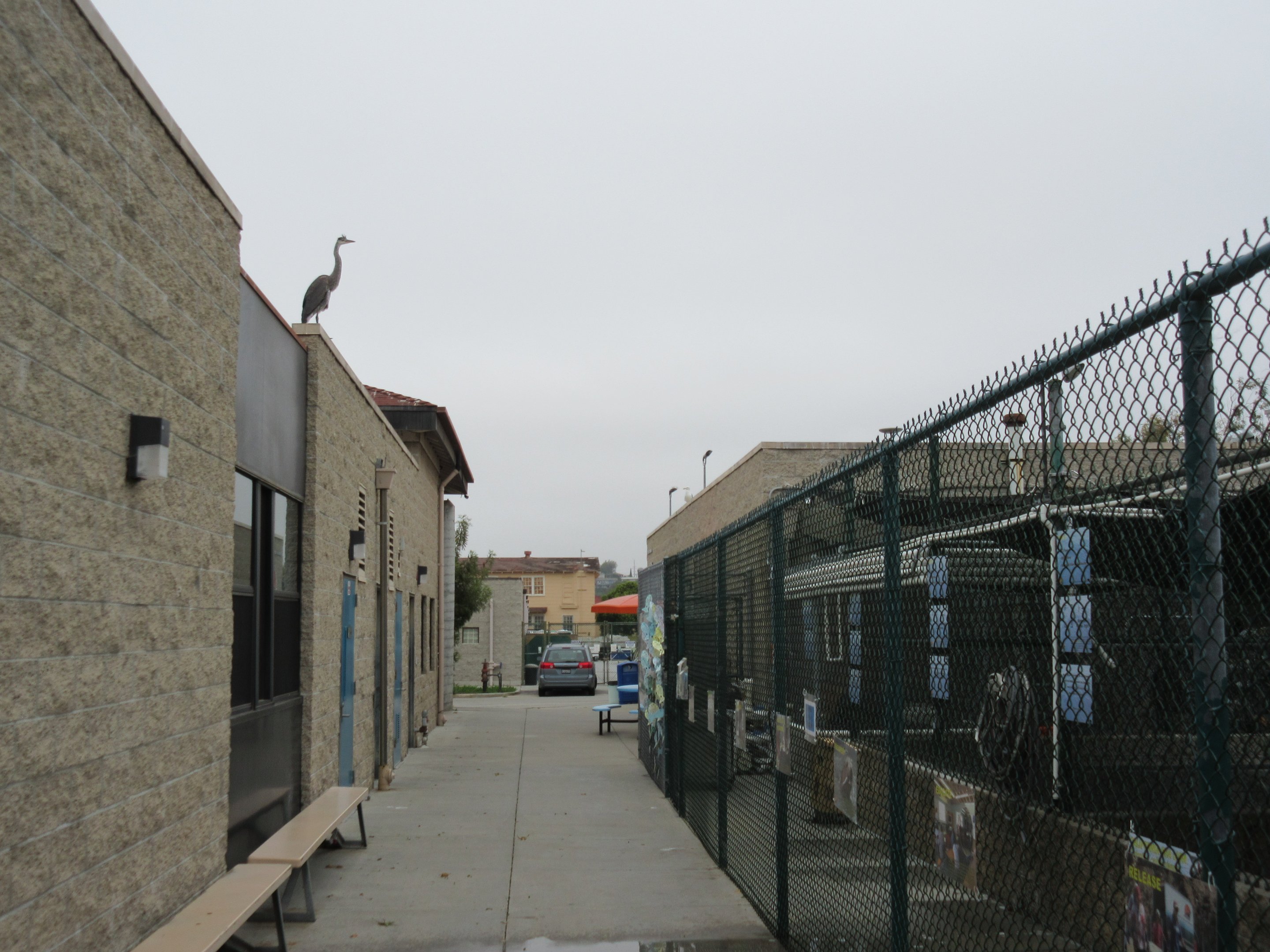 Pinniped Pools - San Pedro Facility (Great Blue Heron in background)