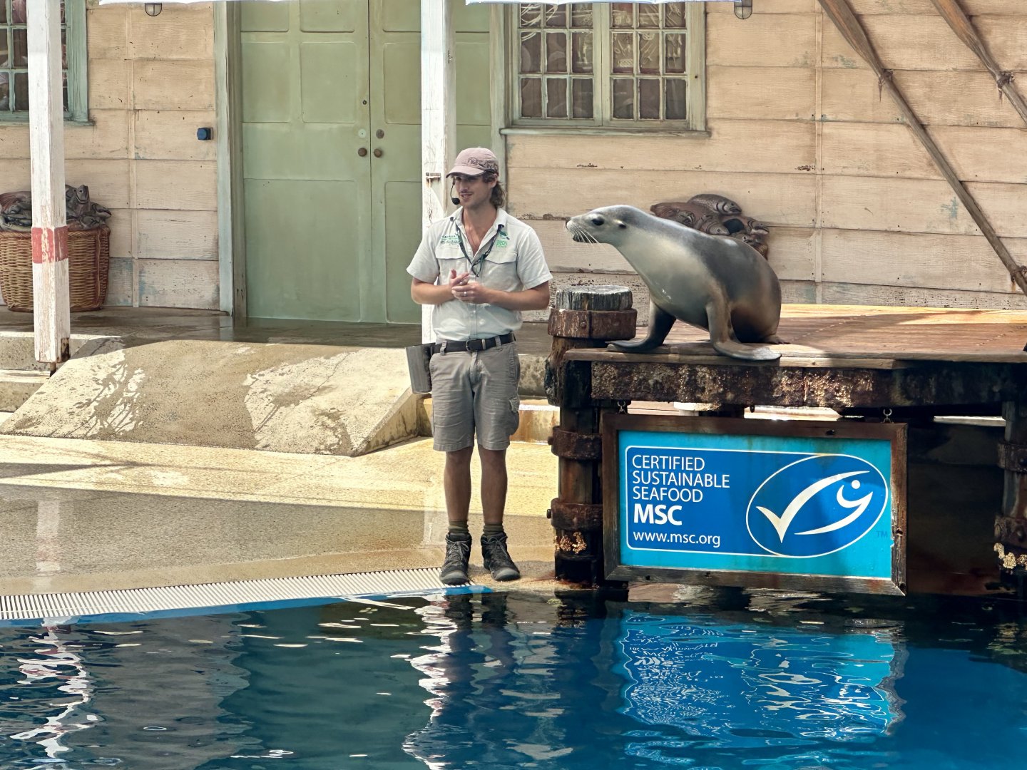 Pinniped Show - Australian Sea Lion