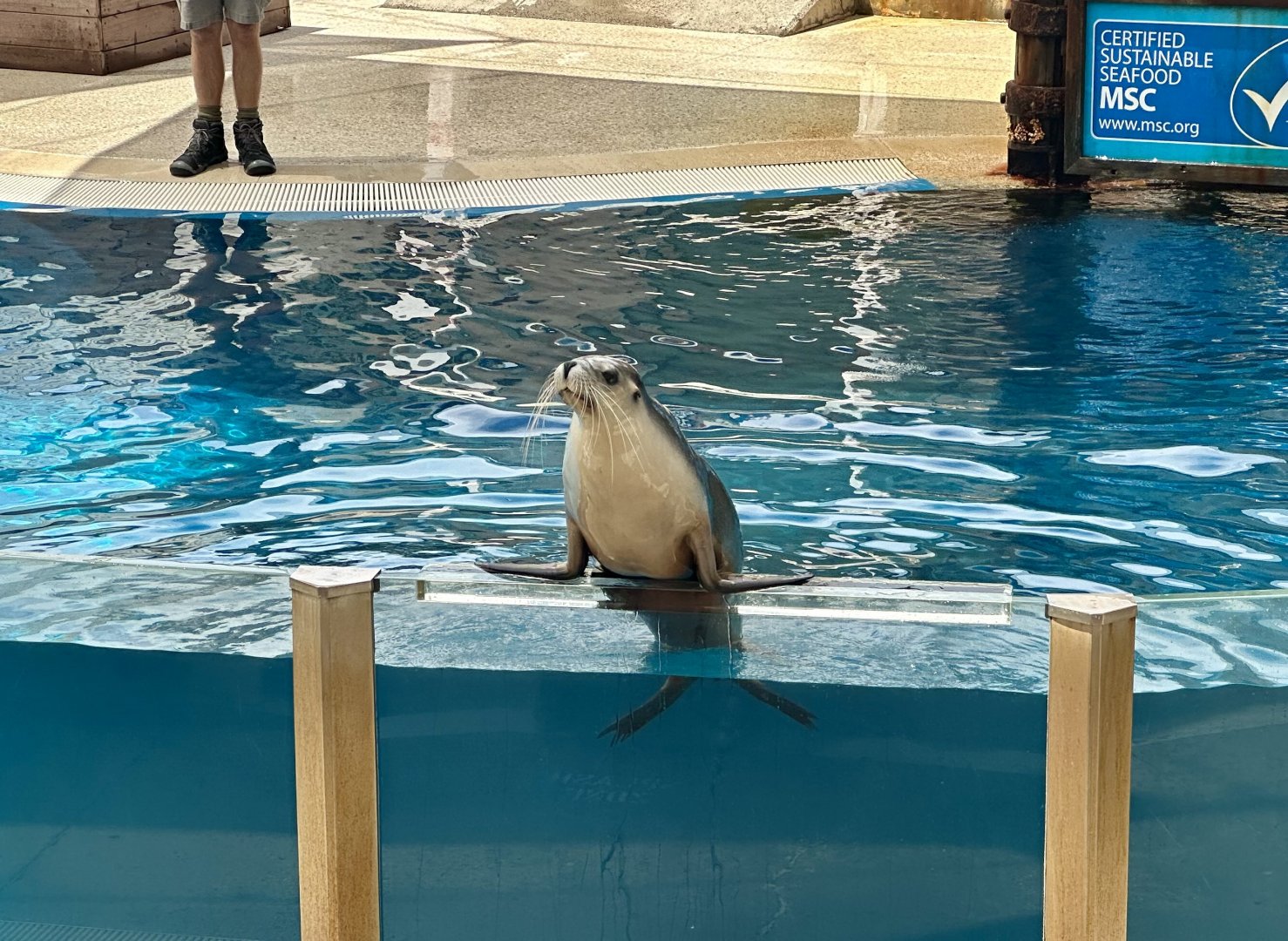 Pinniped Show - Australian Sea Lion