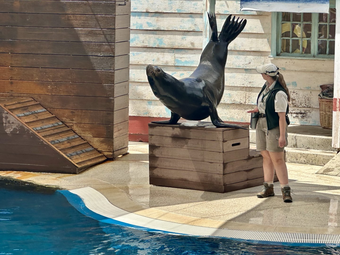 Pinniped Show - California Sea Lion