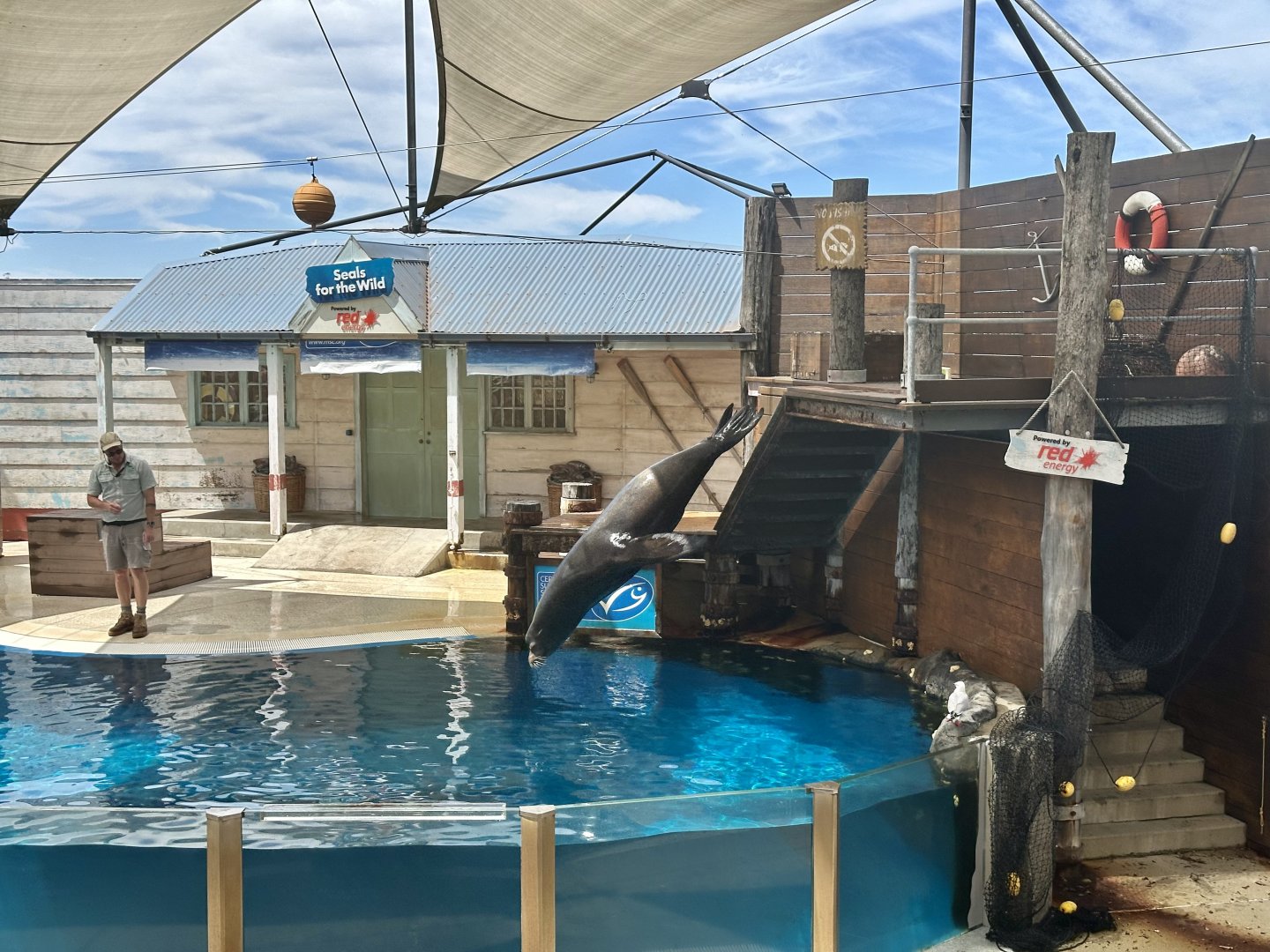 Pinniped Show - California Sea Lion