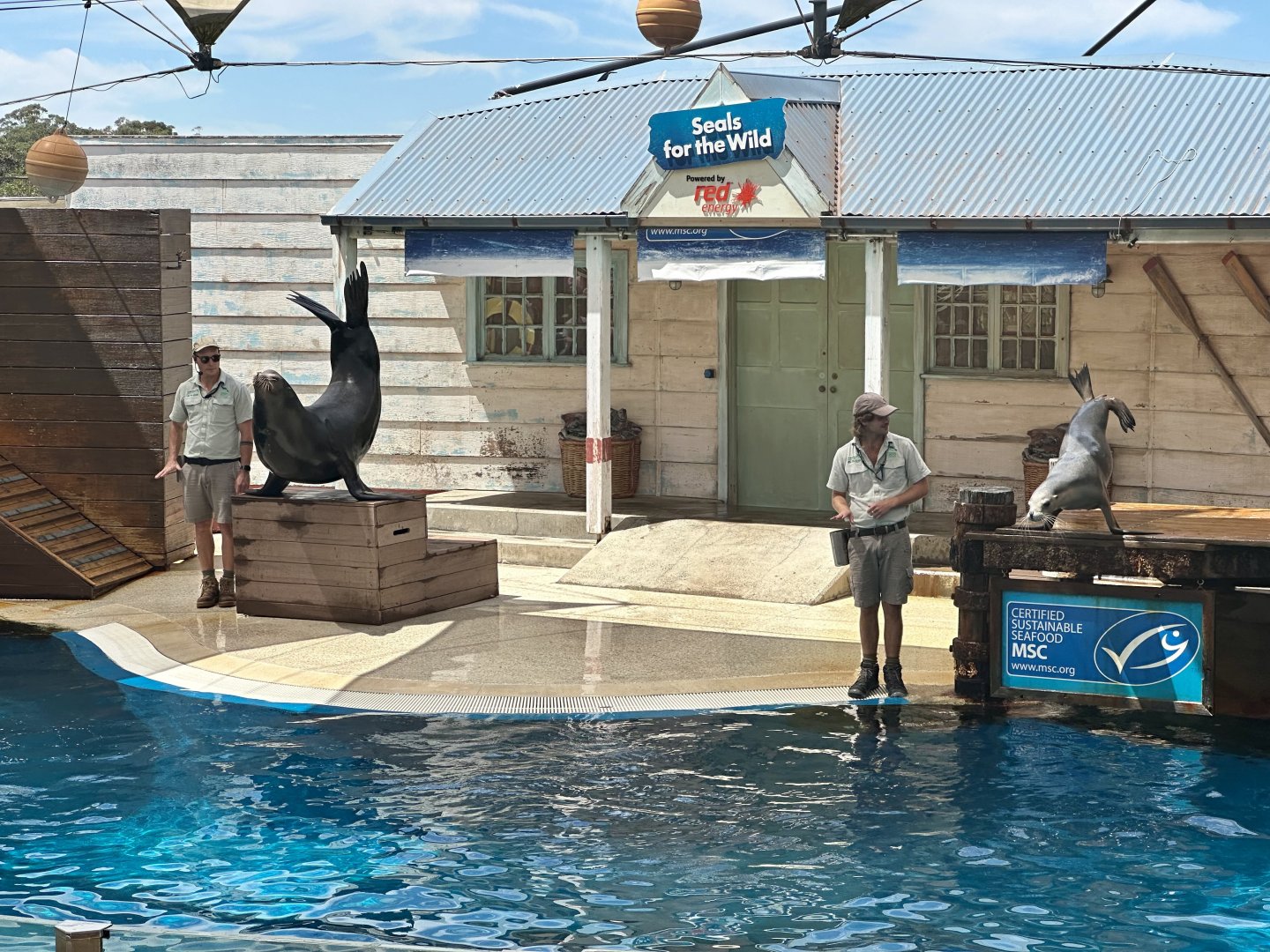 Pinniped Show Stadium (Stage)