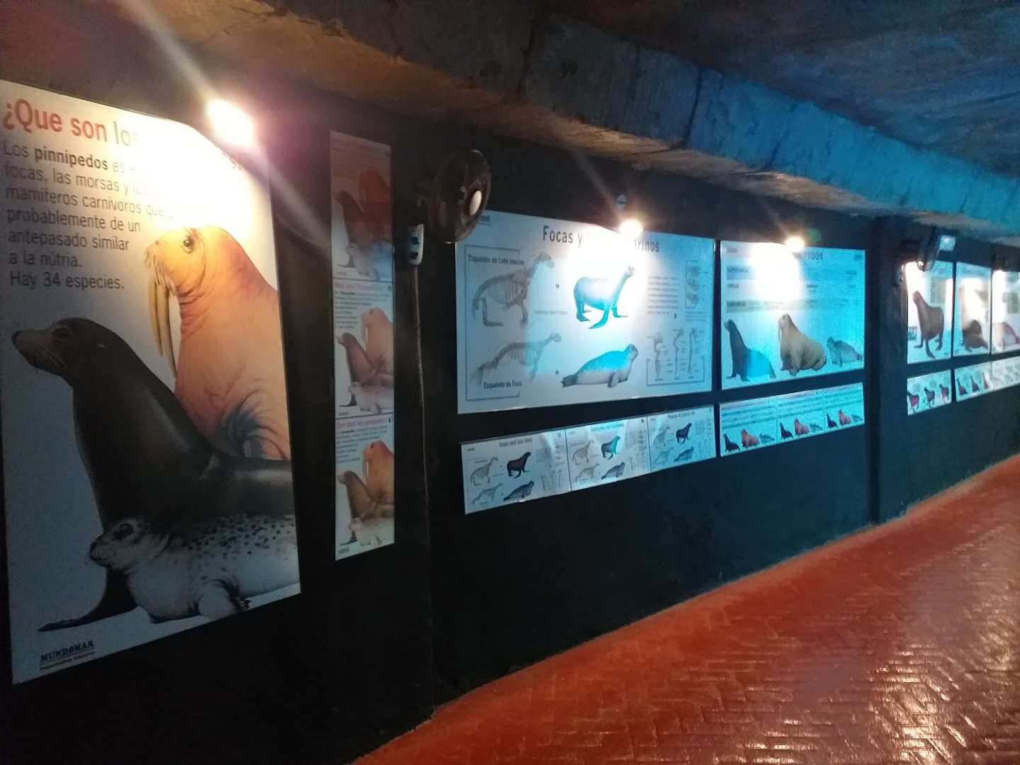 Pinniped signae -MundoMar Benidorm (2021)