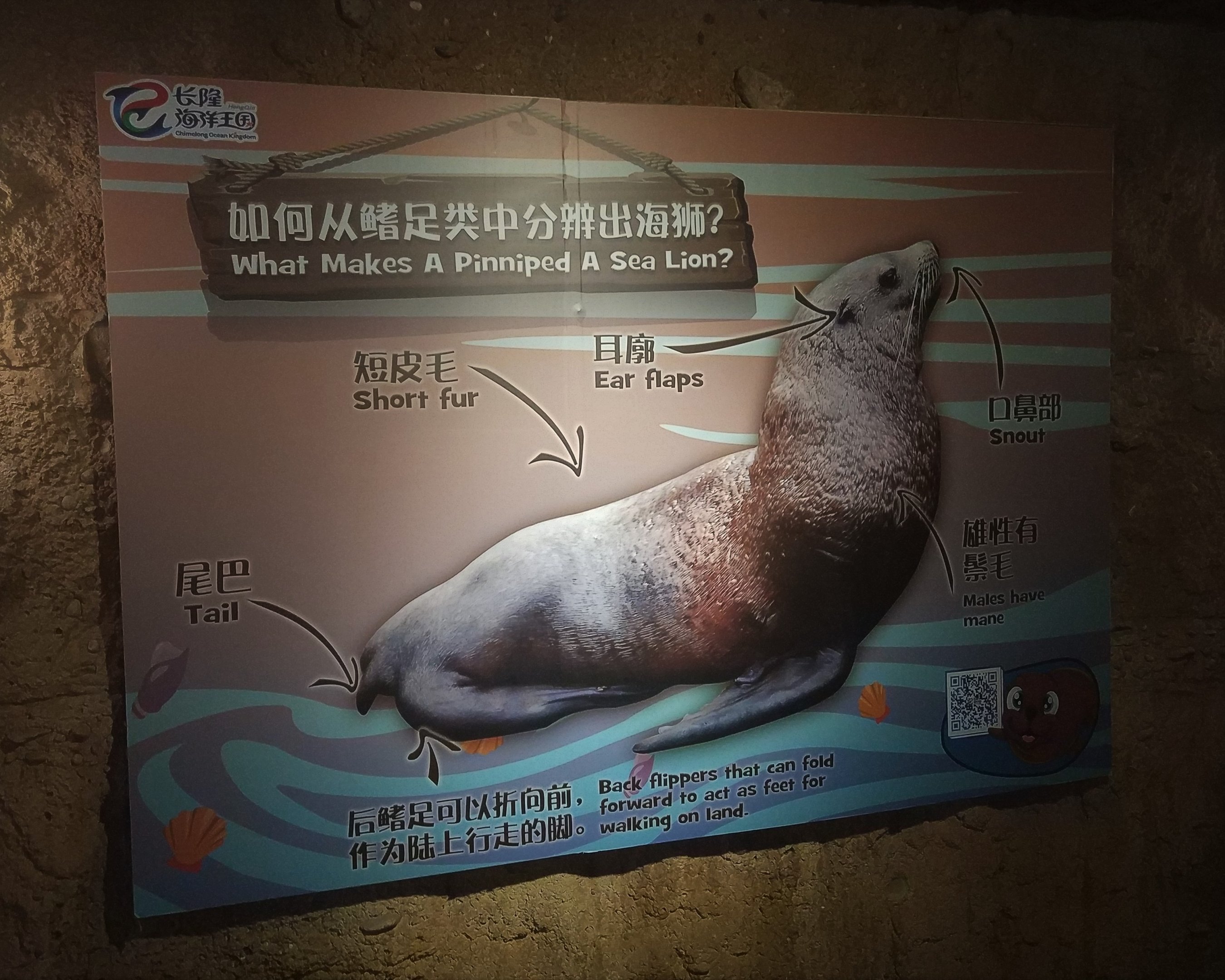 Pinniped Signage