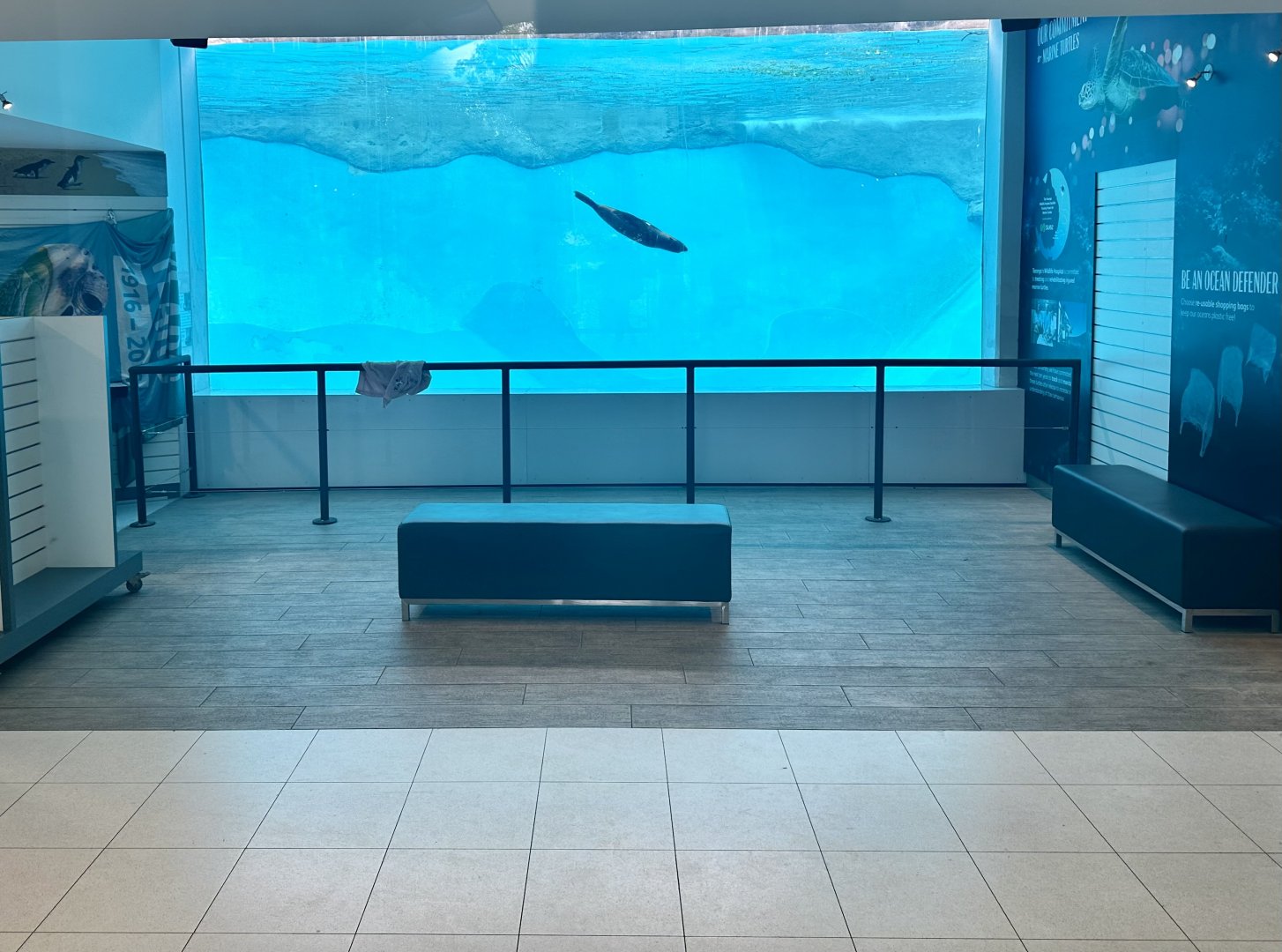 Pinniped Tank (Foyer)