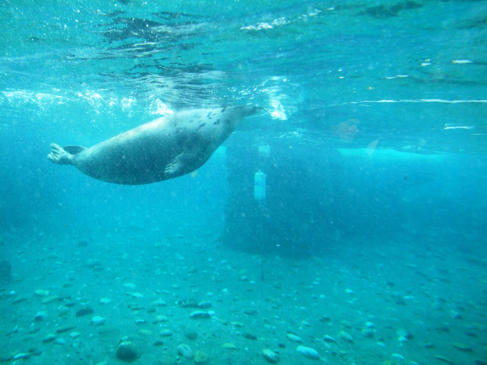 Pinniped Underwater Viewing at Hannover, 23/03/13