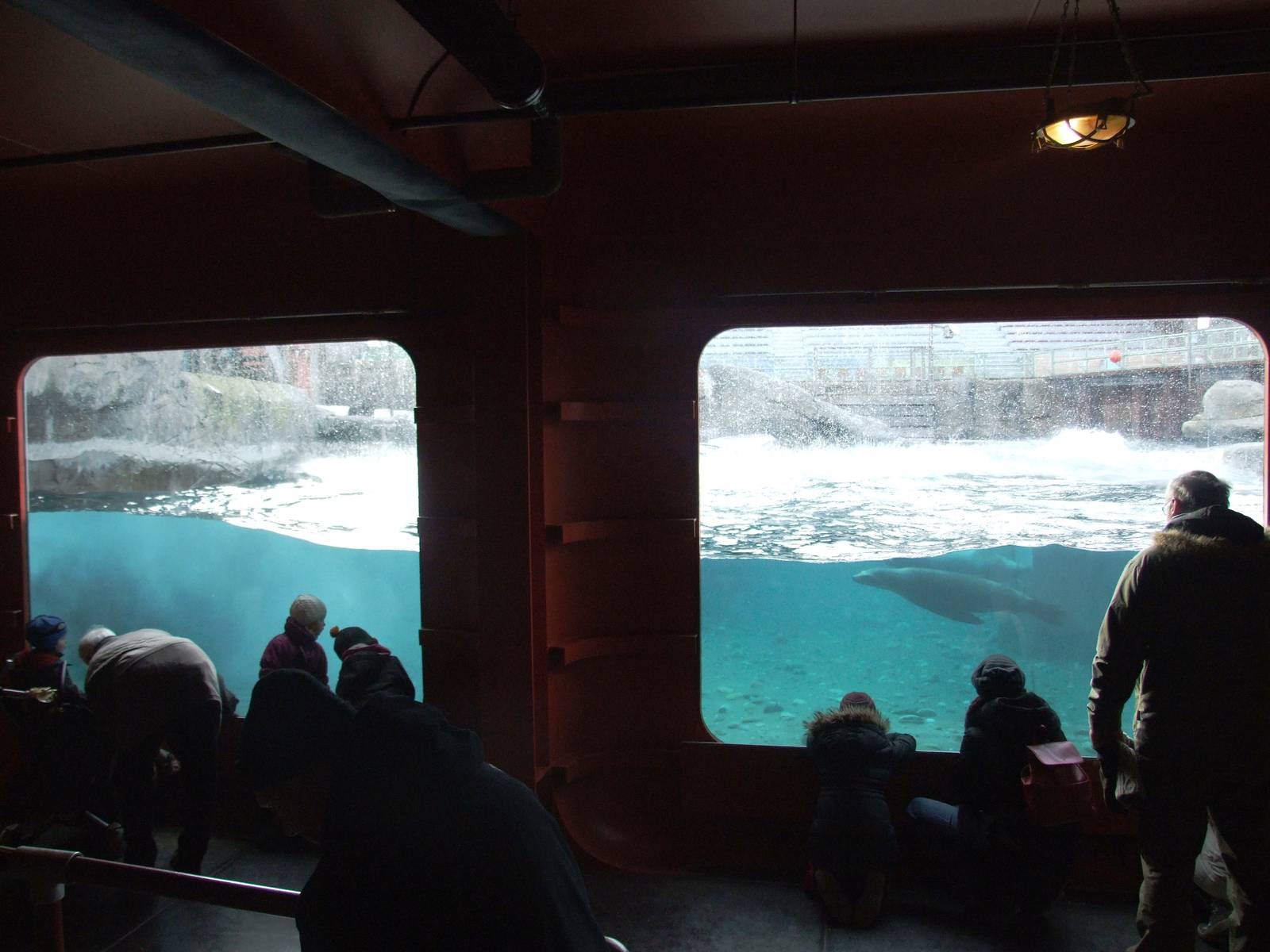 Pinniped Underwater Viewing at Hannover, 23/03/13
