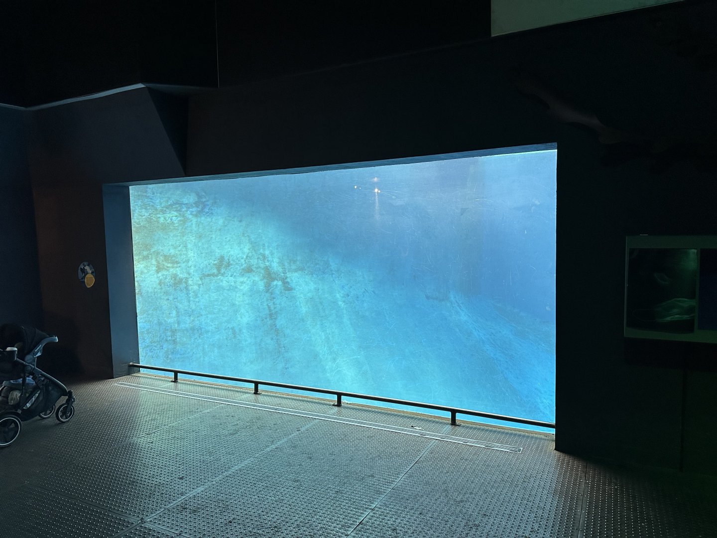 Pinniped Underwater Viewing Window