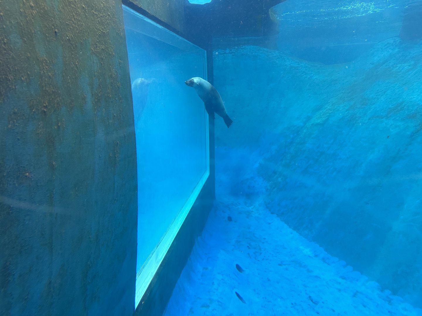 Pinniped Underwater Viewing Window