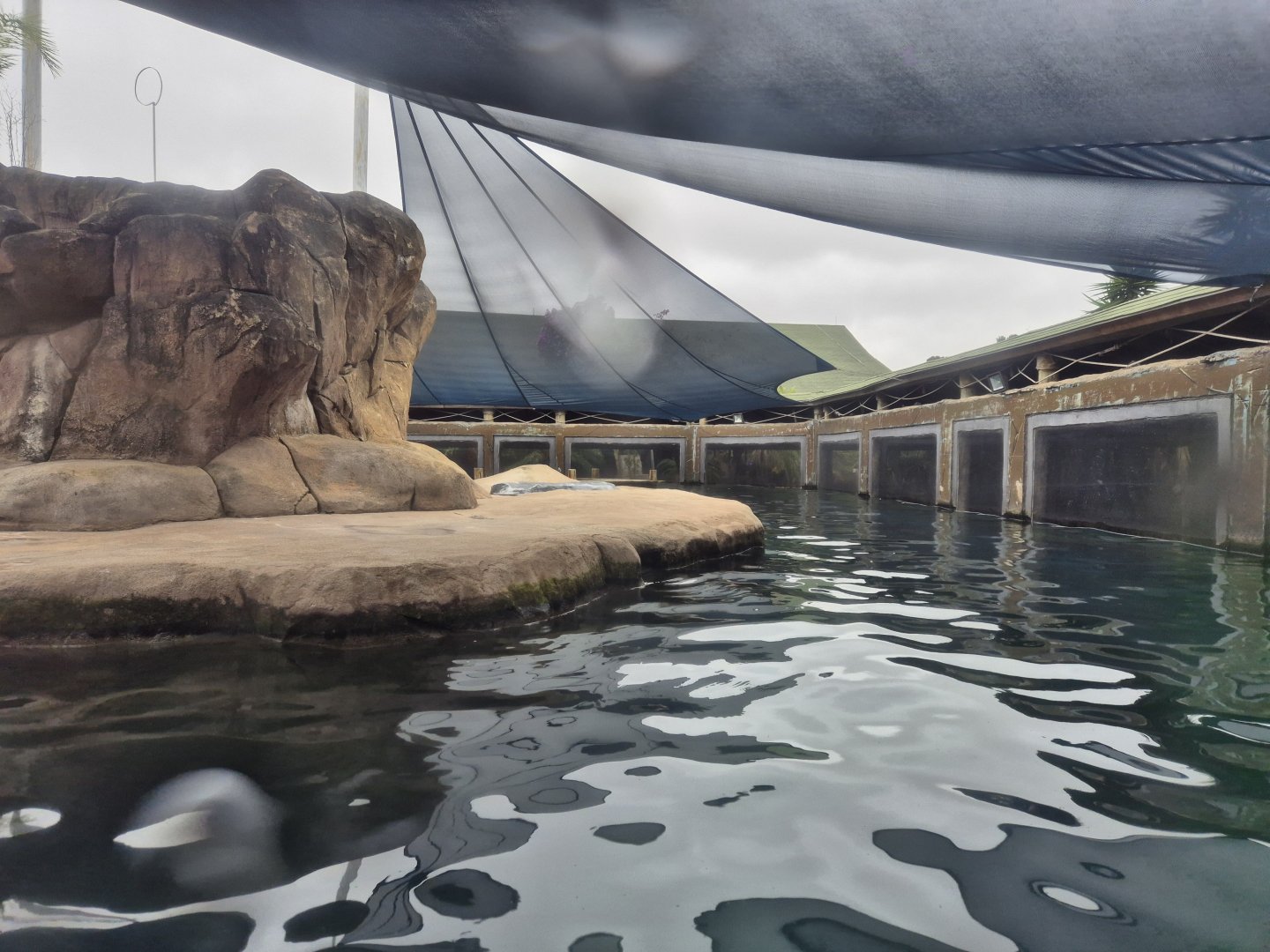 Pinnipeds exhibit