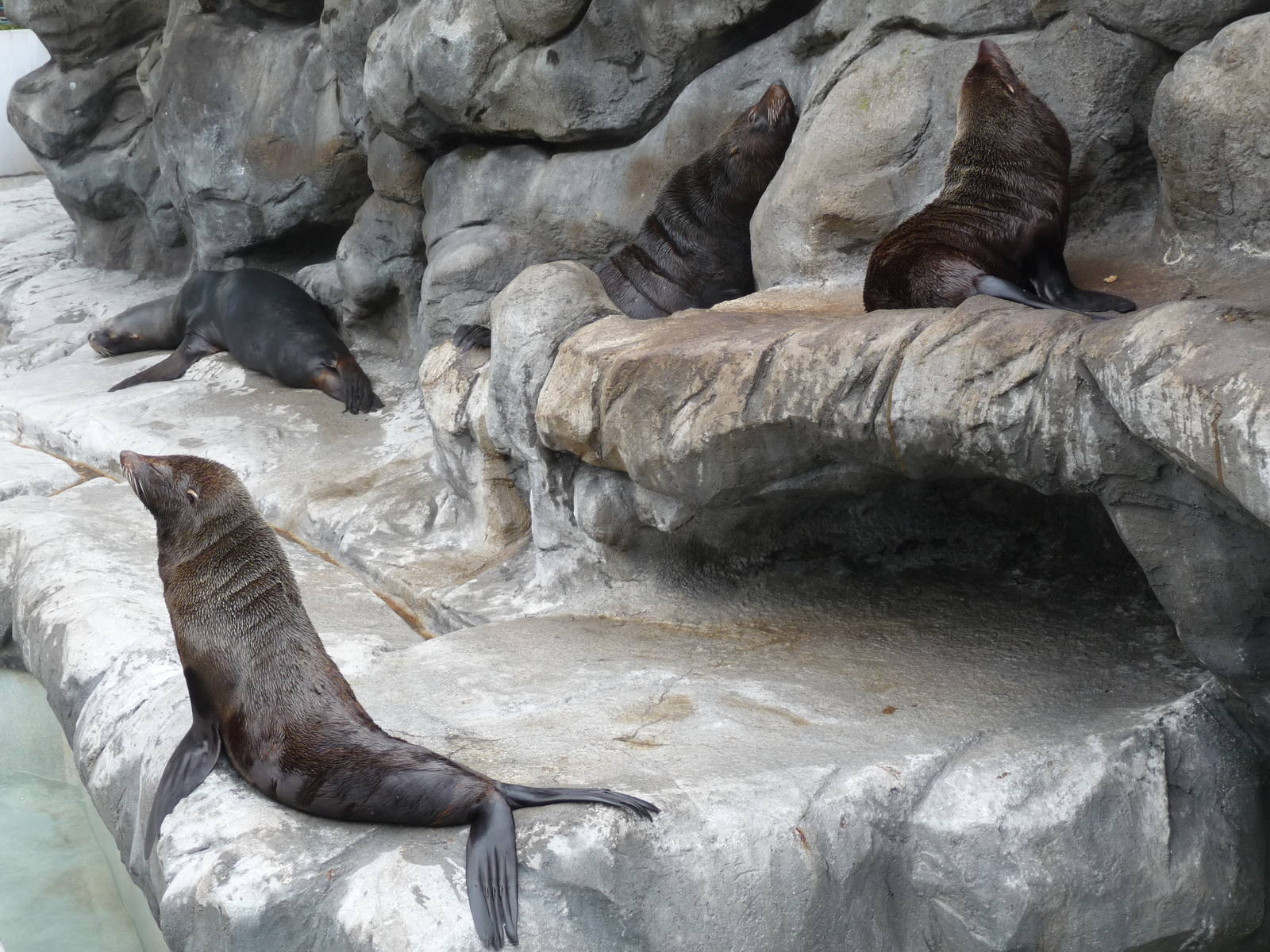 PINNIPEDS ZOO DE BUENOS AIRES