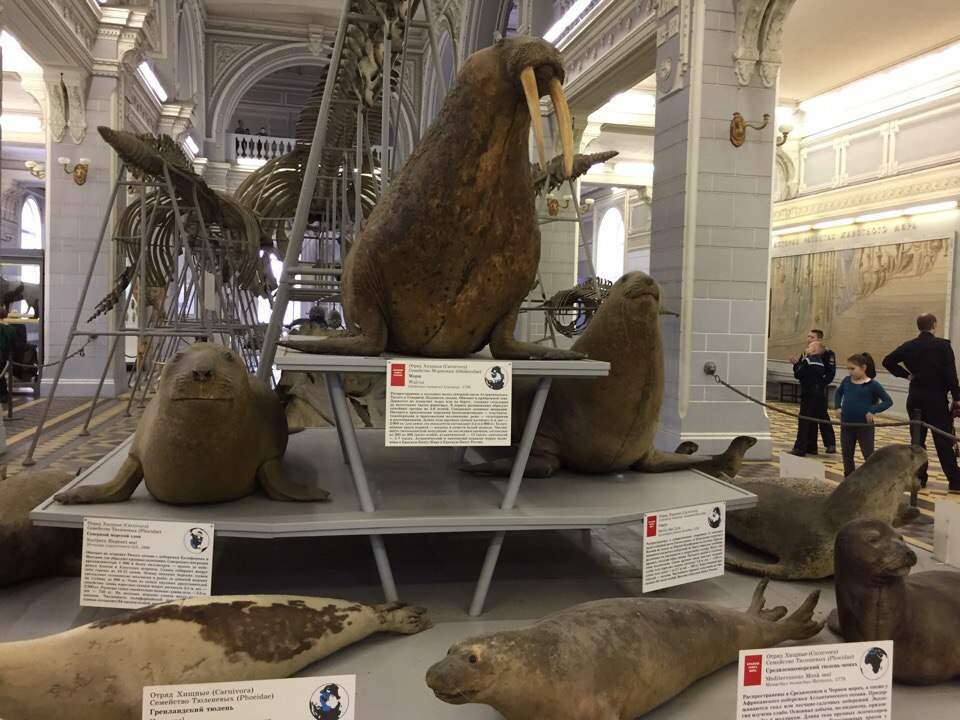 Pinnipeds