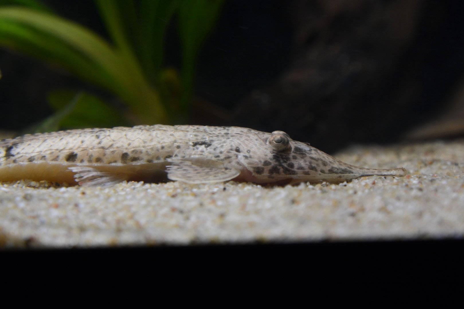 Pinocchio whiptail catfish (Hemiodontichthys acipenserinus)